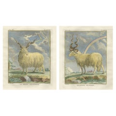 Buffon's Valachian Sheep & Ram - Feine handkolorierte Kupferstiche, 1769