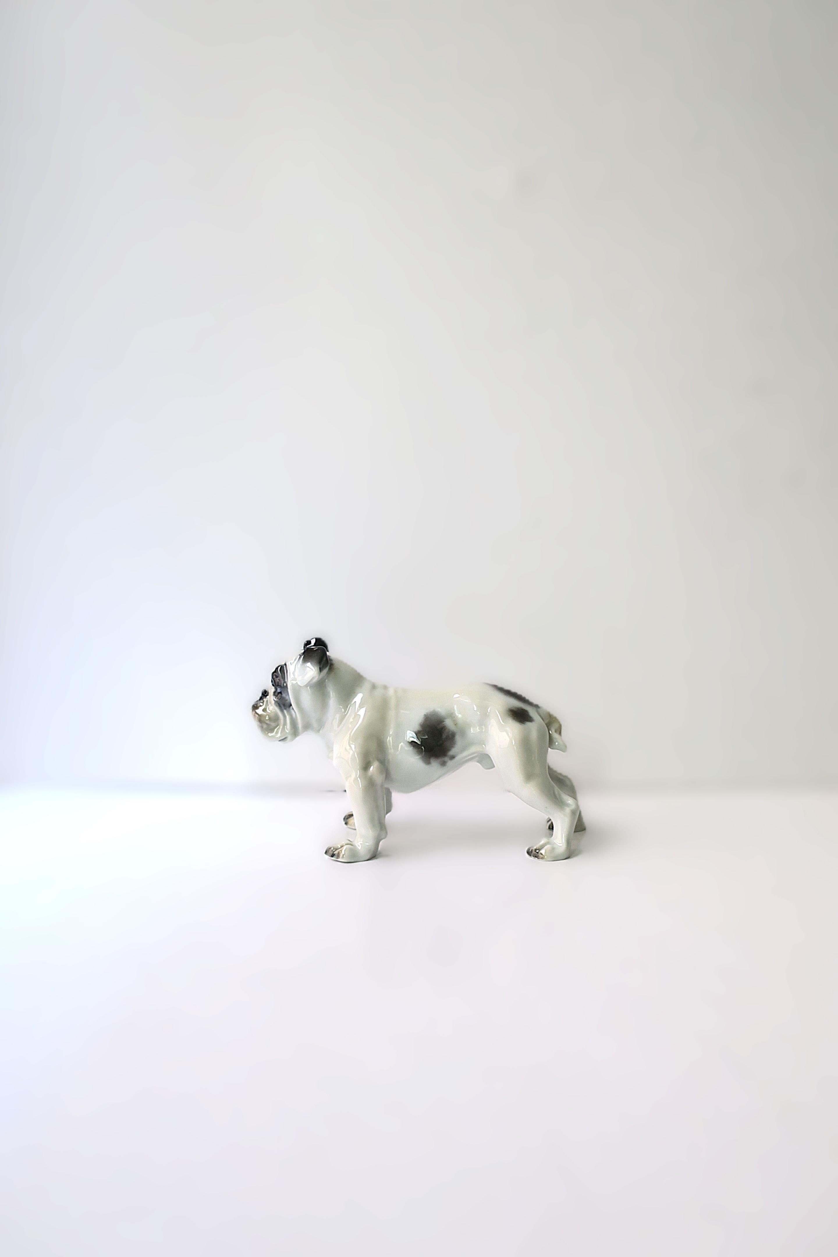 Bulldog de Fritz Diller Alemán en venta