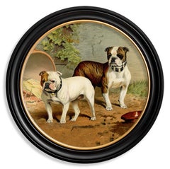 Bulldogs Print in Round Frame from a Victorian Original circa 1881, New