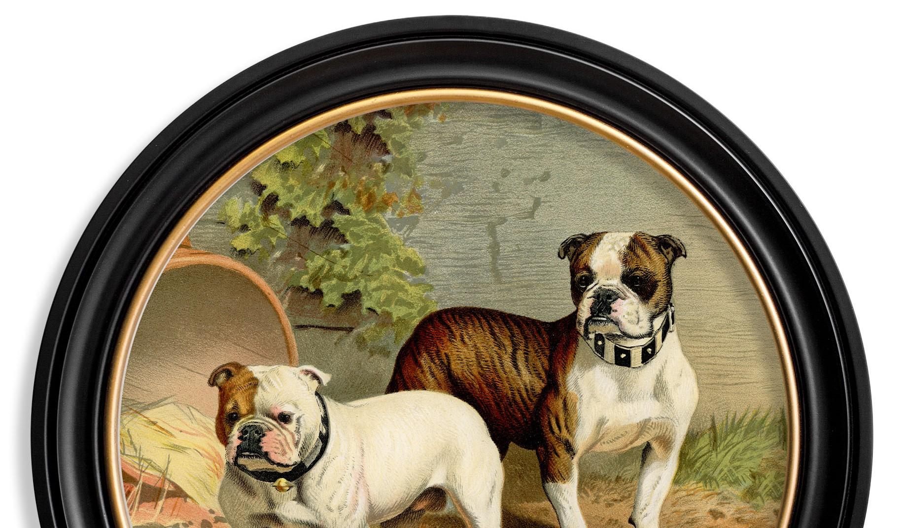 Victorien Impression de bulldogs dans un cadre rond d'origine victorienne datant d'environ 1881, Neuf en vente