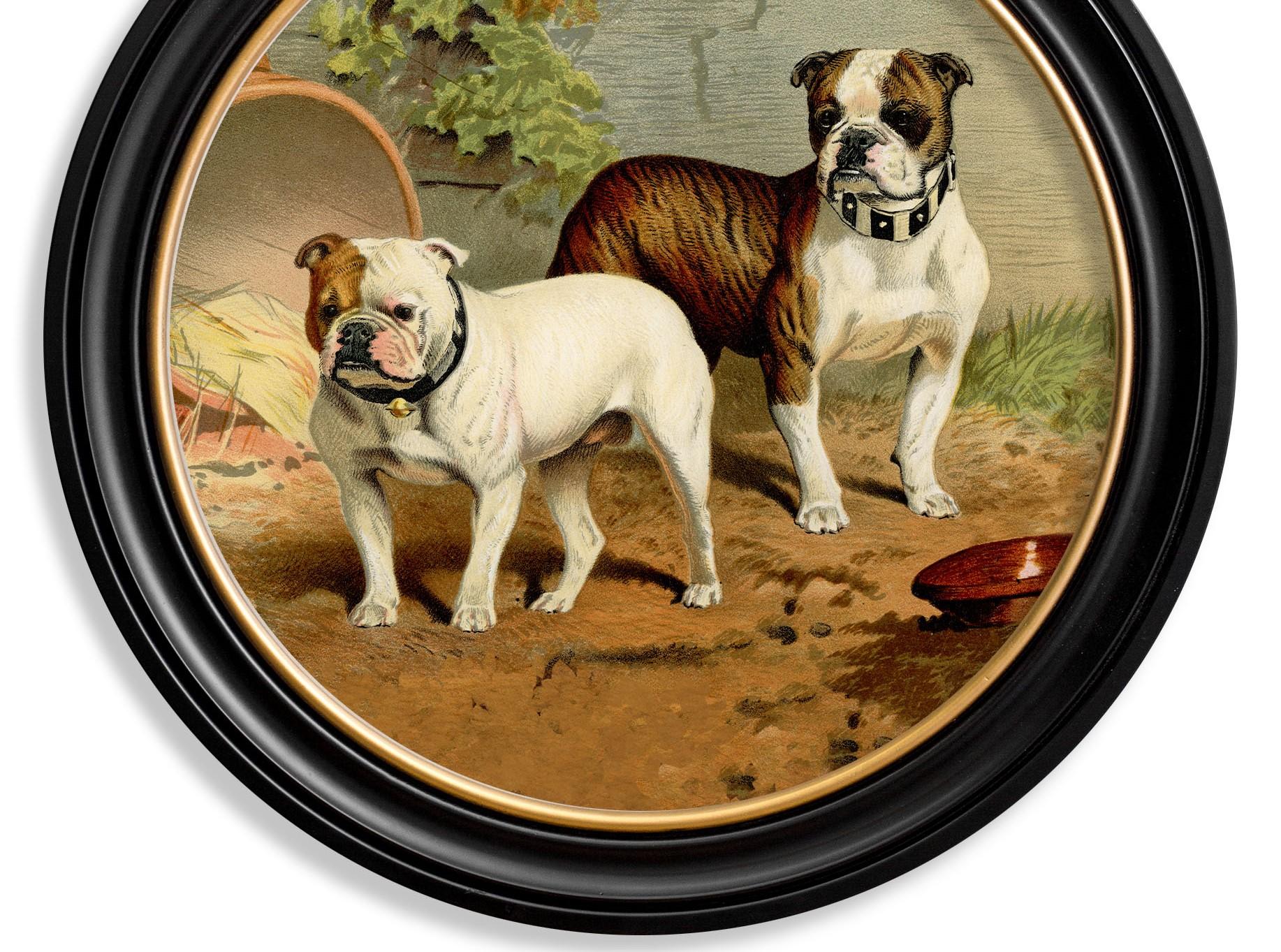 Britannique Impression de bulldogs dans un cadre rond d'origine victorienne datant d'environ 1881, Neuf en vente
