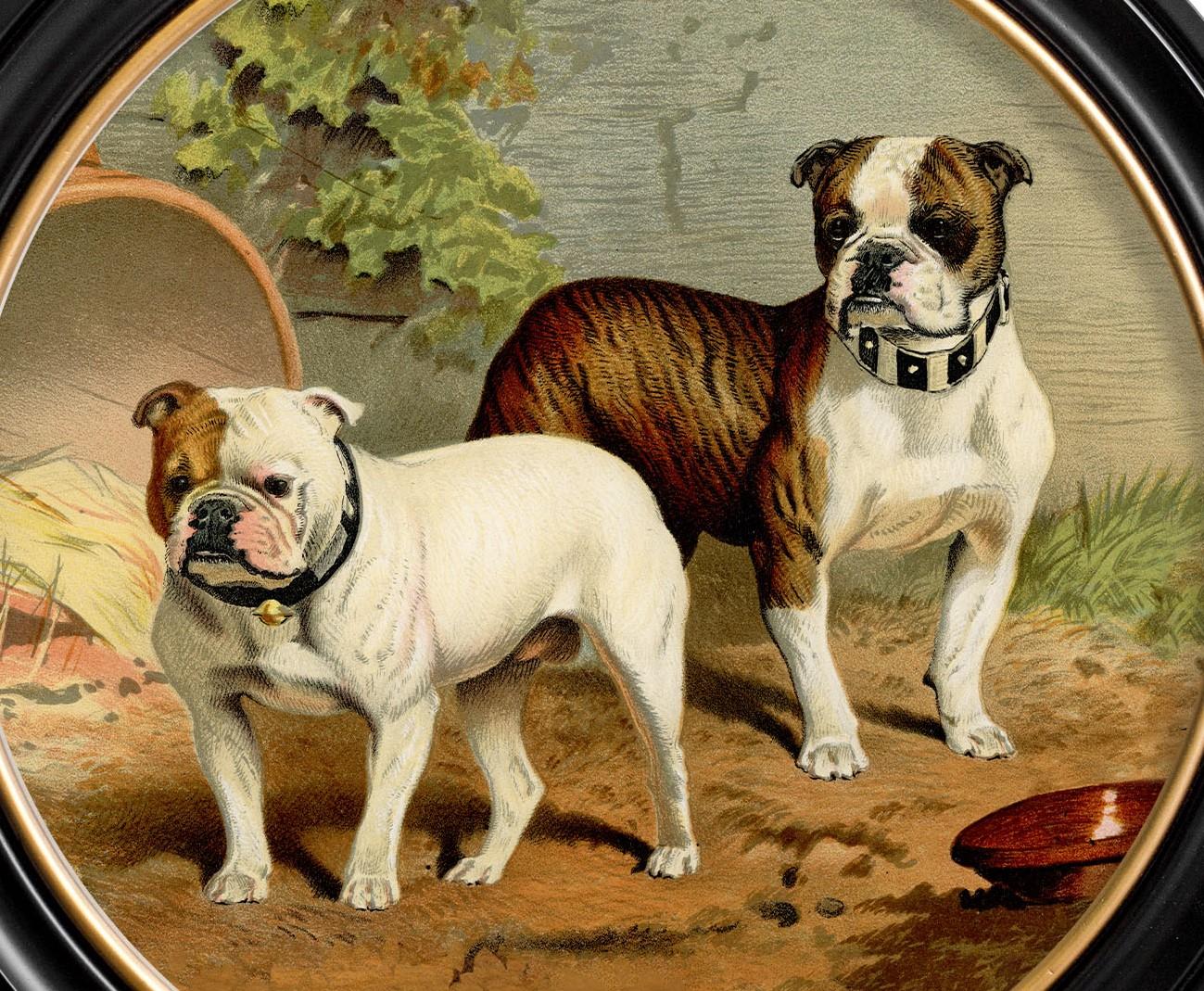 Impression de bulldogs dans un cadre rond d'origine victorienne datant d'environ 1881, Neuf Excellent état - En vente à Lincoln, Lincolnshire