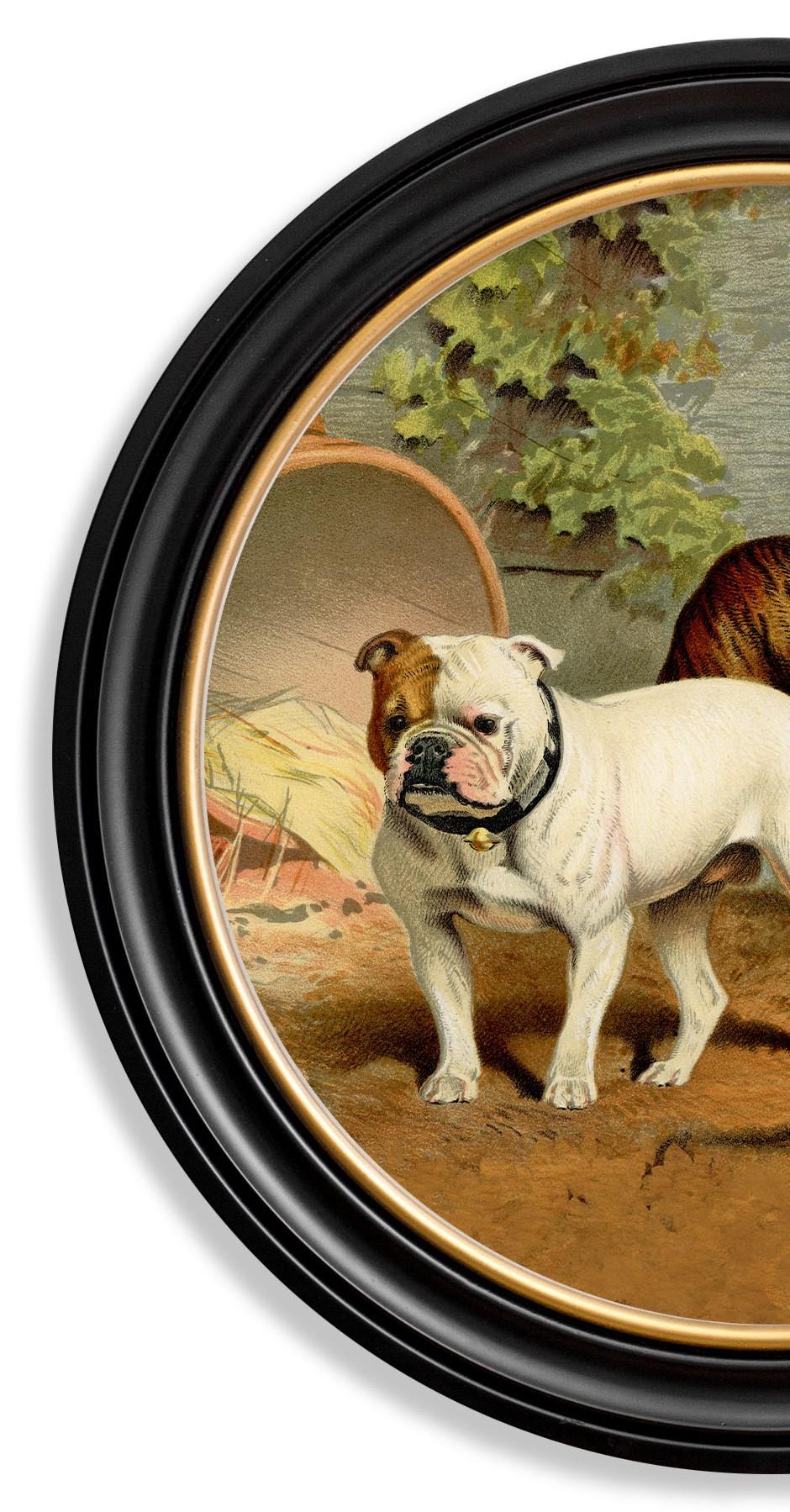 XXIe siècle et contemporain Impression de bulldogs dans un cadre rond d'origine victorienne datant d'environ 1881, Neuf en vente