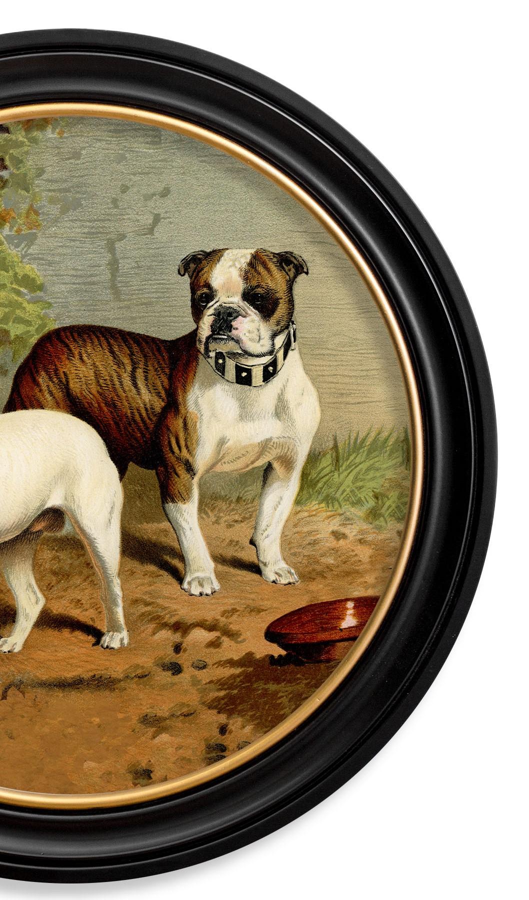 Verre Impression de bulldogs dans un cadre rond d'origine victorienne datant d'environ 1881, Neuf en vente
