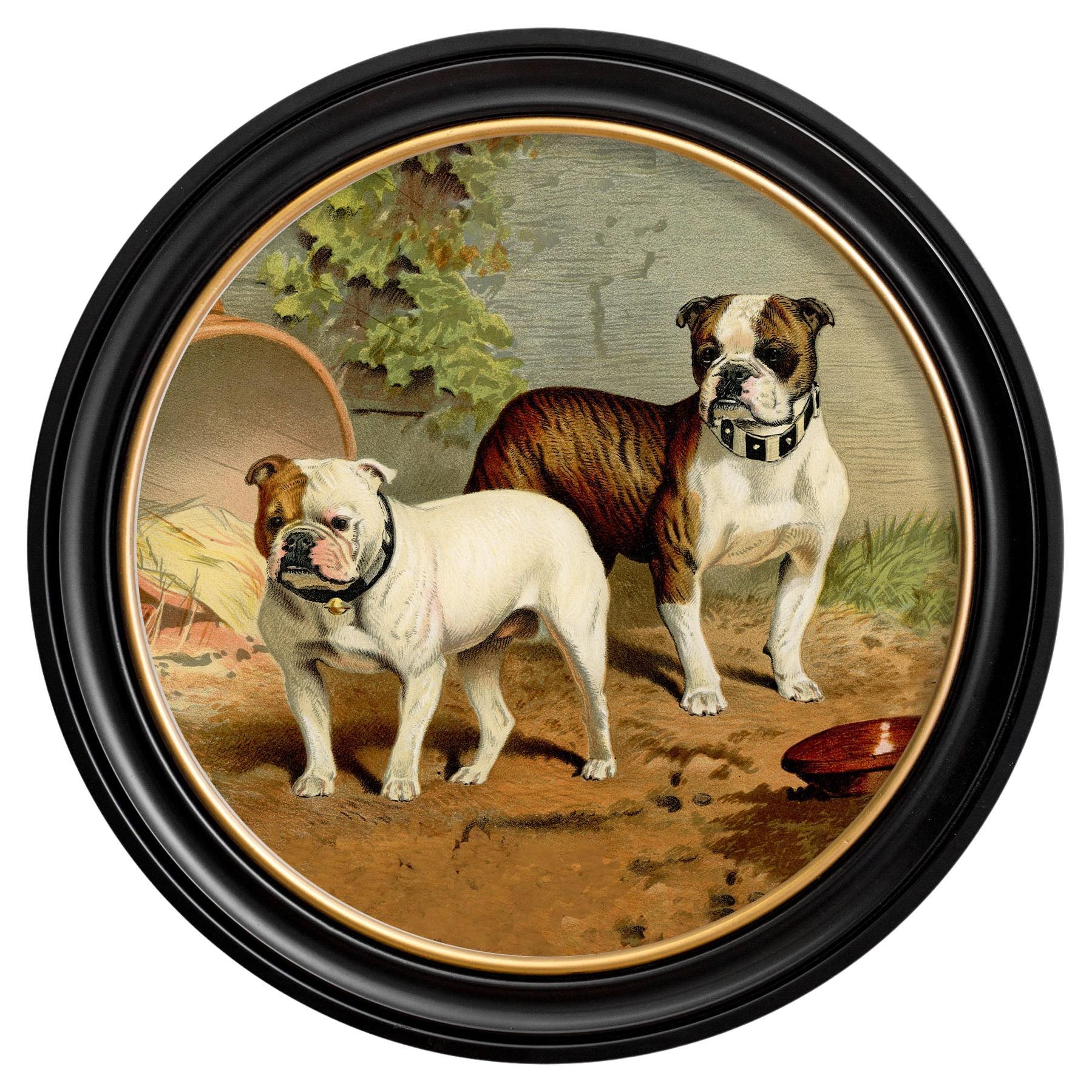 Impression de bulldogs dans un cadre rond d'origine victorienne datant d'environ 1881, Neuf en vente