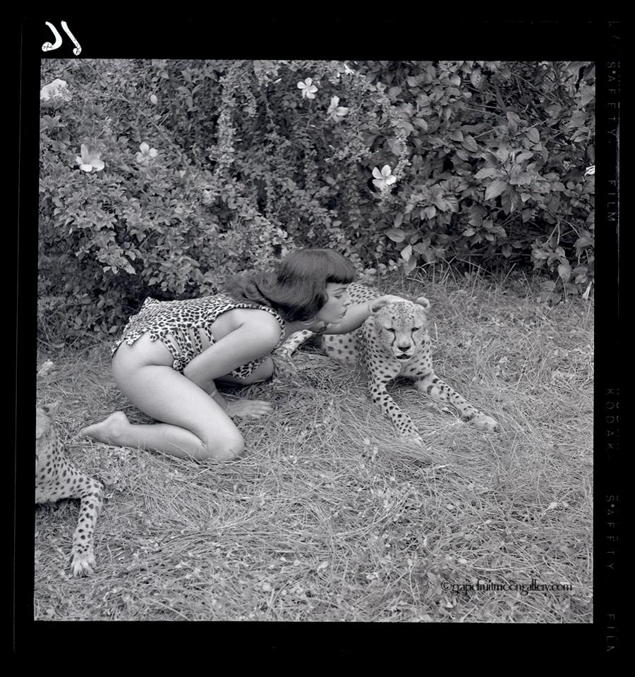 Bettie Page with Cheetahs - Photograph by Bunny Yeager