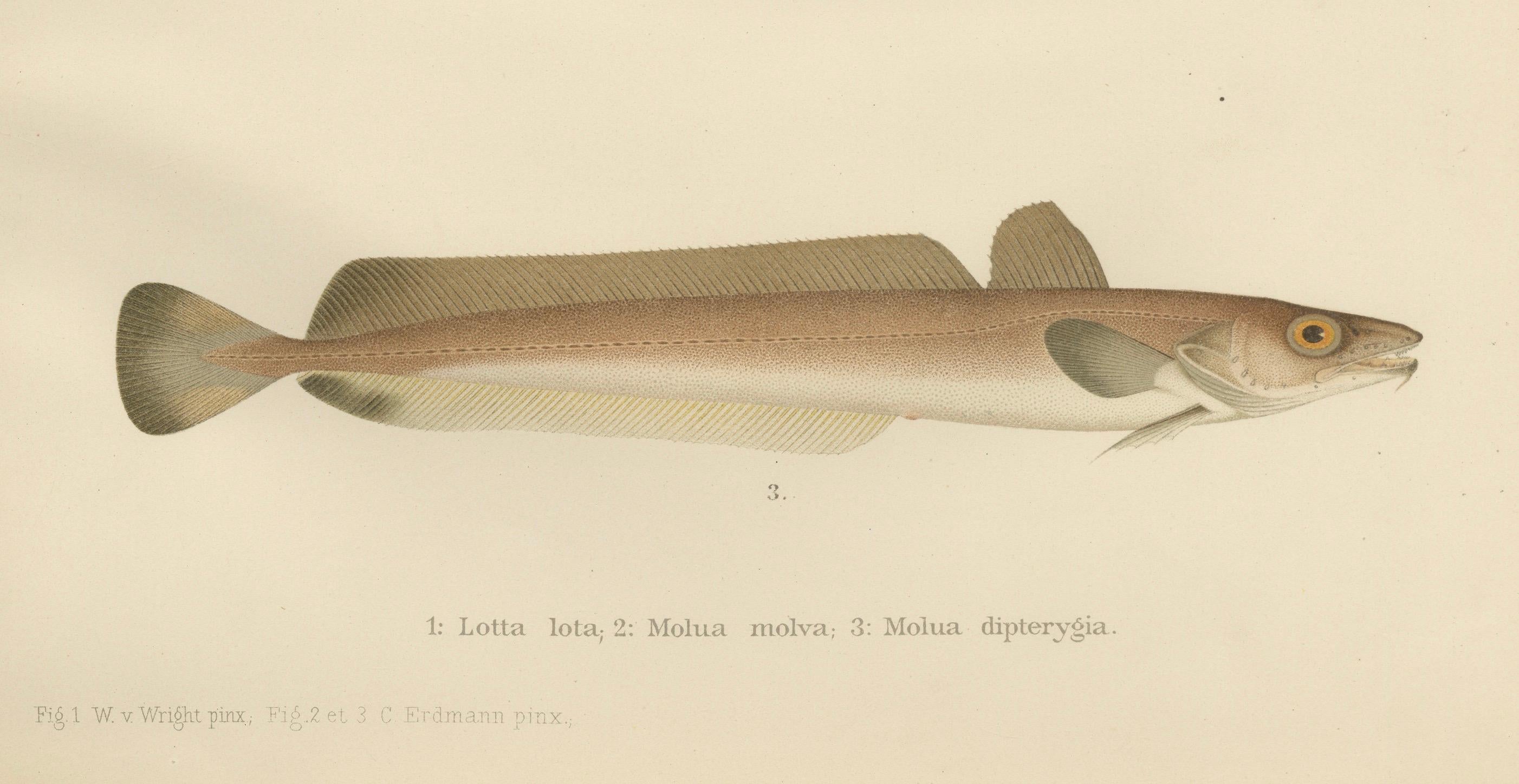 Burbot, Ling and Blue Ling - Unique Scandinavian Eel-like Fish Lithograph  

This stunning 19th-century lithograph from *Skandinaviens Fiskar* features three captivating eel-like fish species from Scandinavian waters: the Burbot (Lota lota), the