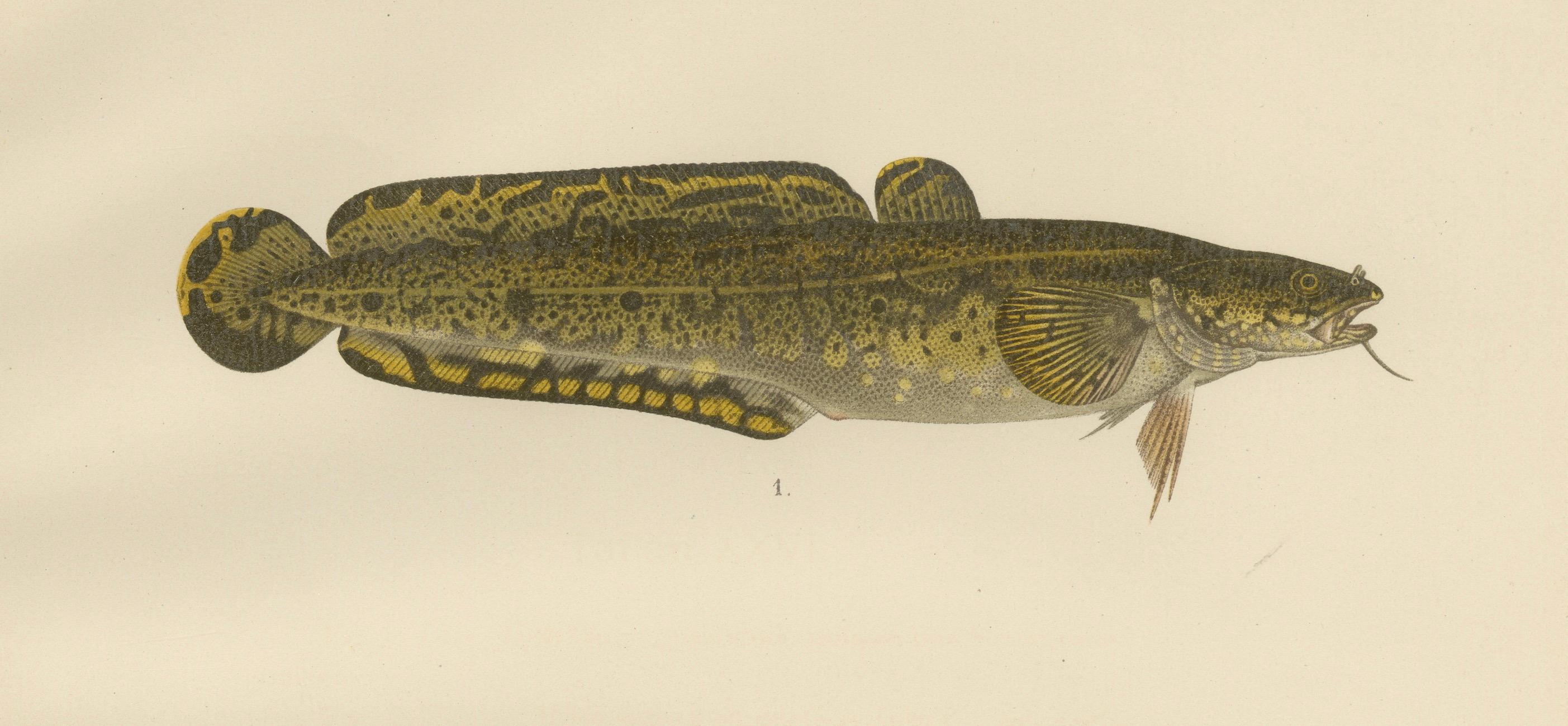 Burbot, Ling, and Blue Ling - Unique Scandinavian Eel-like Fish Lithograph, 1895 In Good Condition For Sale In Langweer, NL