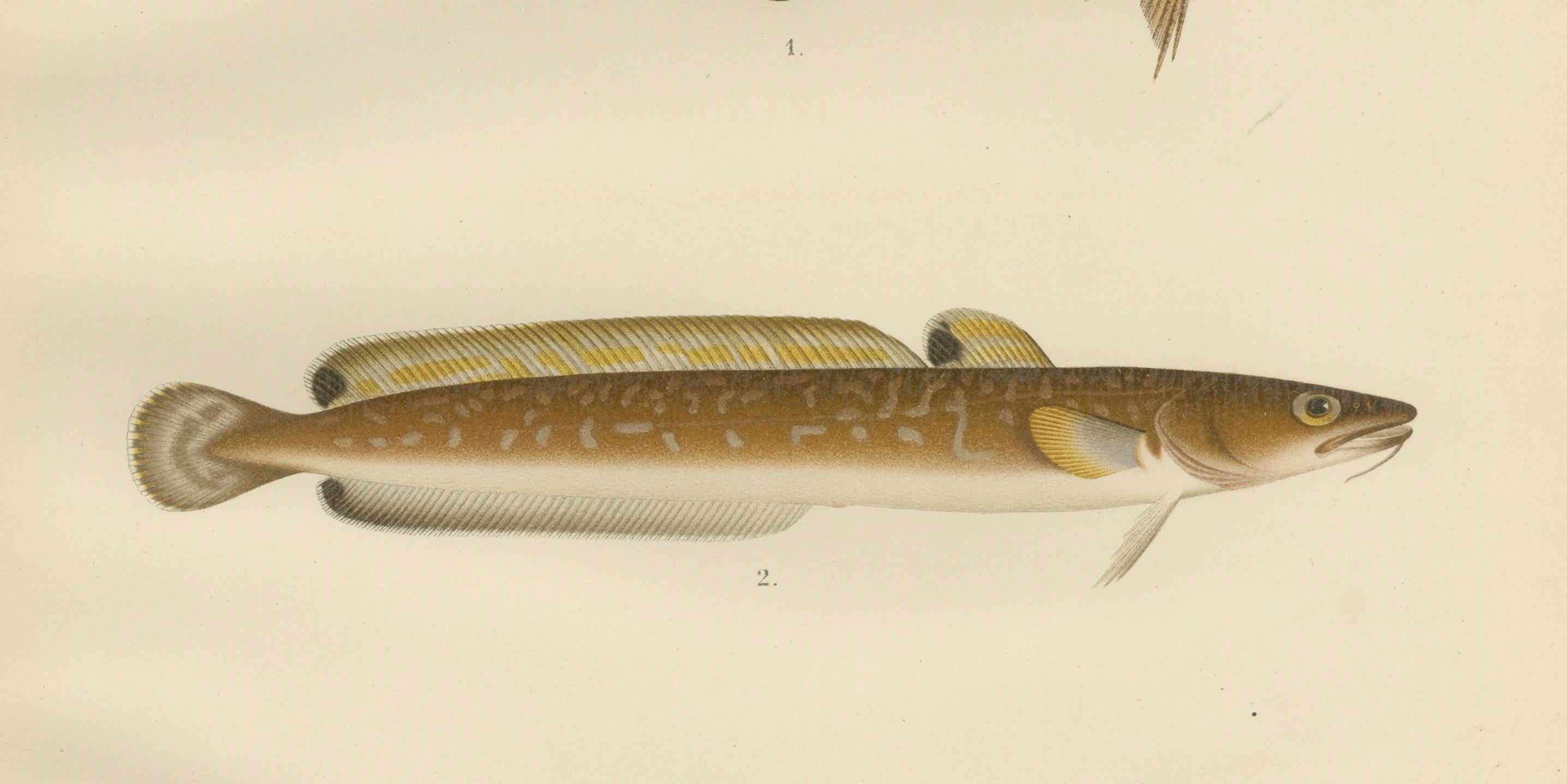 Late 19th Century Burbot, Ling, and Blue Ling - Unique Scandinavian Eel-like Fish Lithograph, 1895 For Sale
