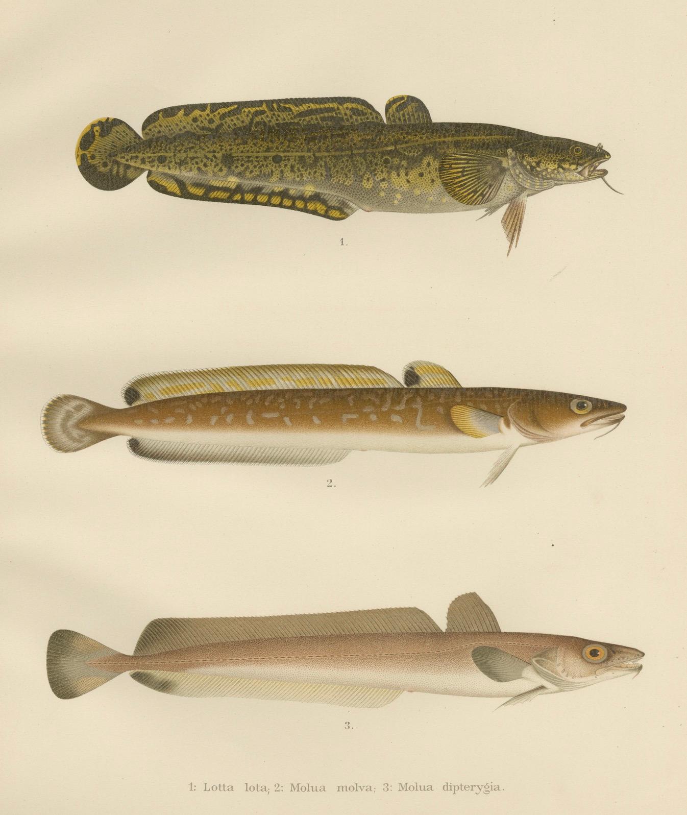 Paper Burbot, Ling, and Blue Ling - Unique Scandinavian Eel-like Fish Lithograph, 1895 For Sale