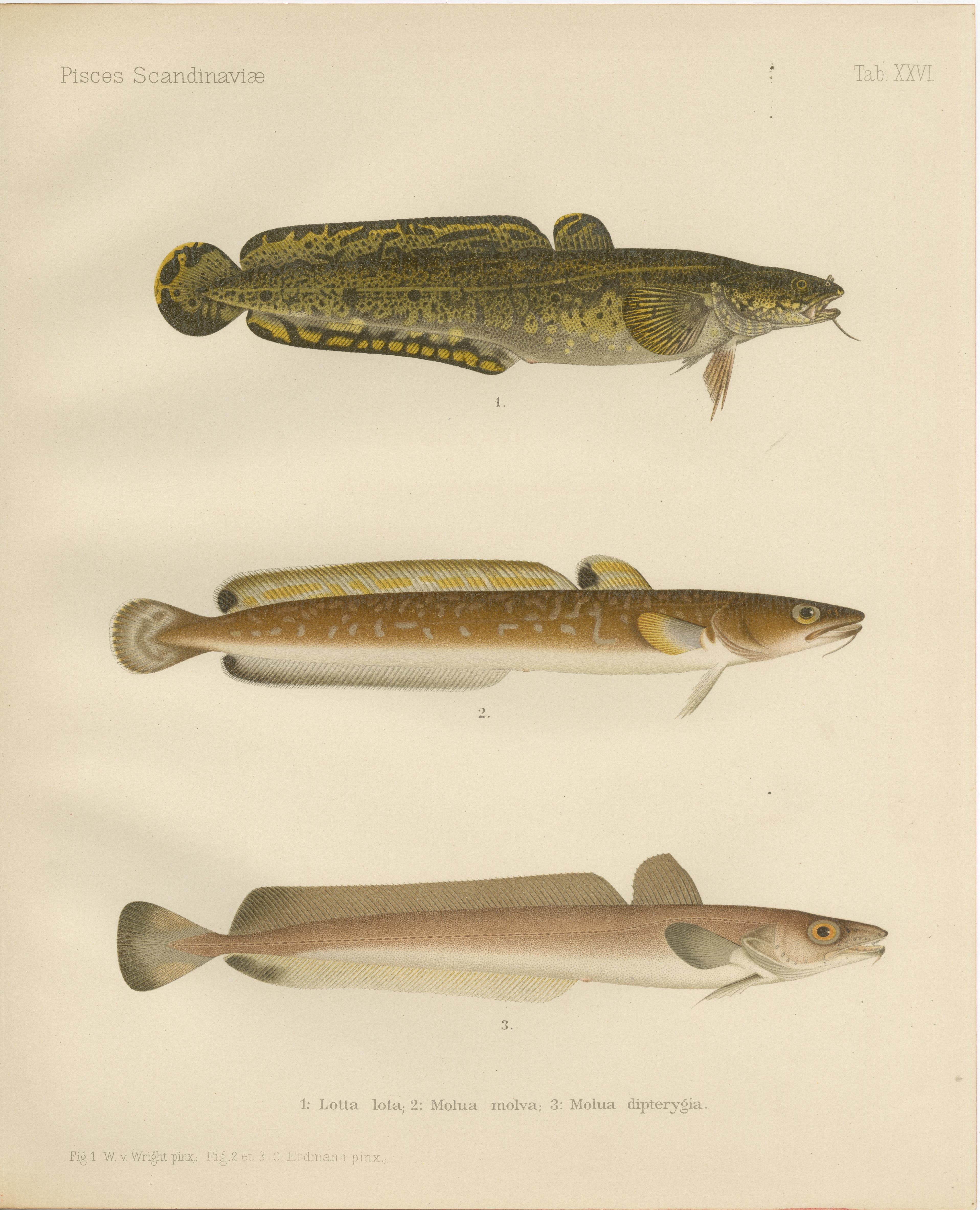 Burbot, Ling, and Blue Ling - Unique Scandinavian Eel-like Fish Lithograph, 1895 For Sale 4