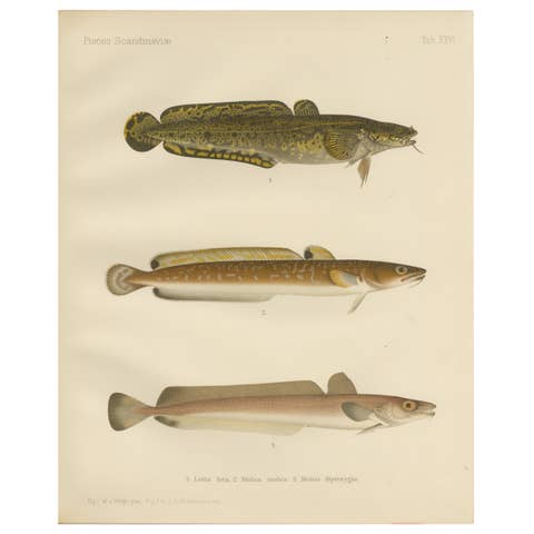 Burbot, Ling, and Blue Ling - Unique Scandinavian Eel-like Fish Lithograph, 1895