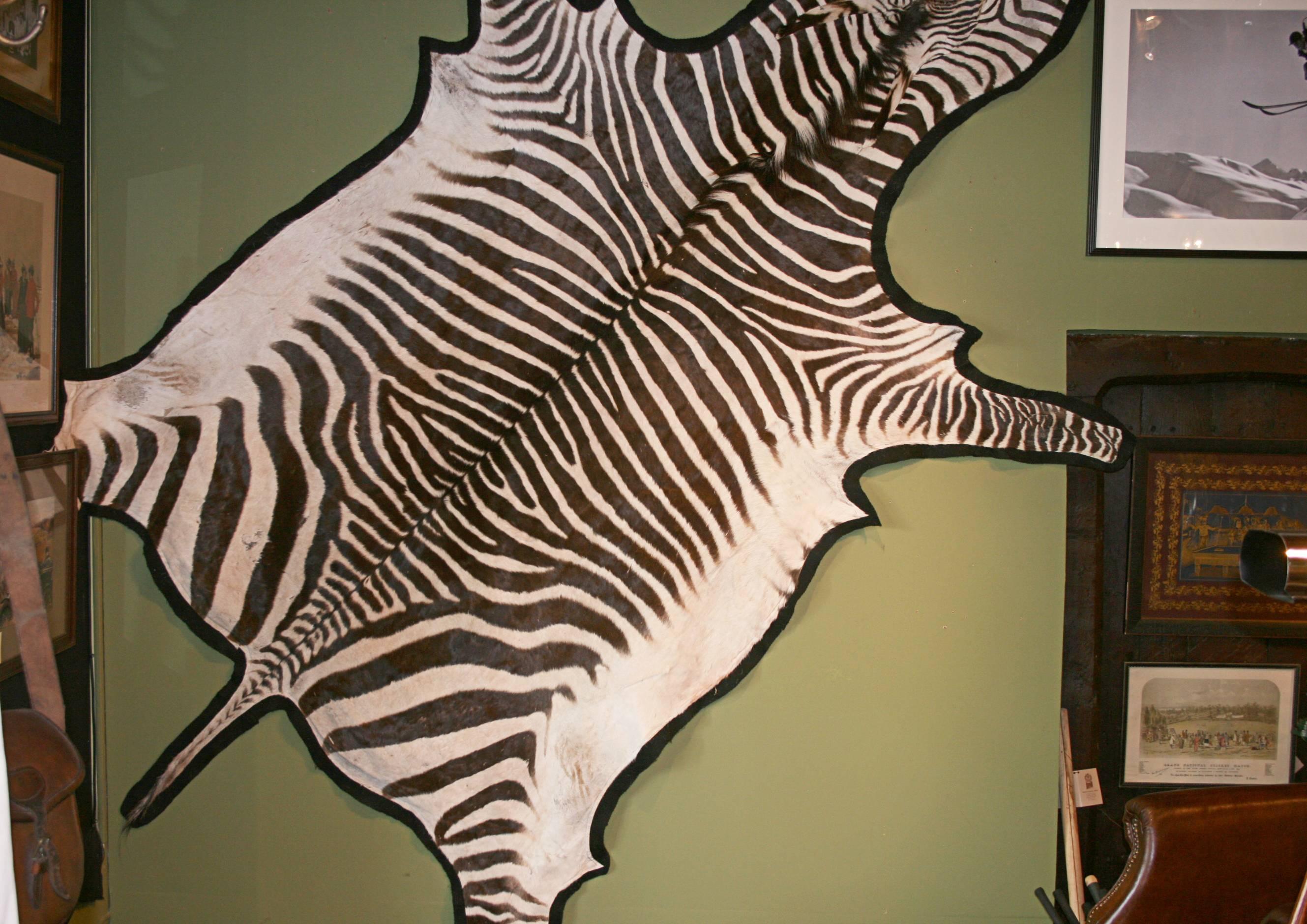 Antique taxidermy zebra skin.
A beautiful vintage Burchell Zebra skin rug or wall hanging. The full skin with main, ears and tail has been backed with black felt. The markings are extremely good, with a good range of shapes and shades. Each Zebra
