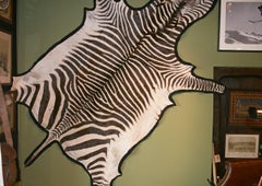 Burchell Zebra Skin Rug