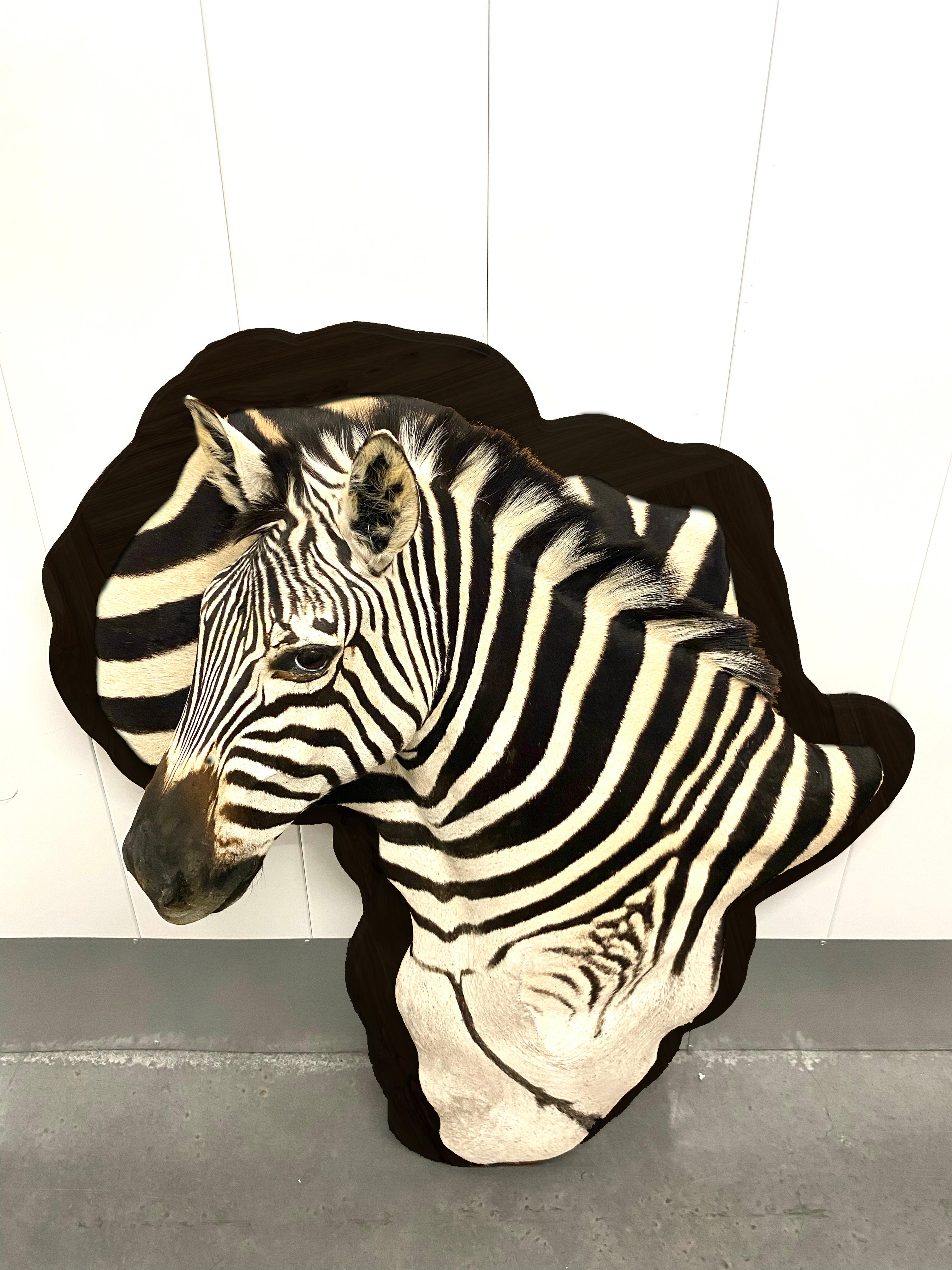Want an absolute attention getter? Elevate your home decor with this one-of-a-kind taxidermy masterpiece. This stunning Burchell zebra shoulder mount, is expertly crafted and mounted on an African shaped Kiaat wooden frame painted in a dark walnut