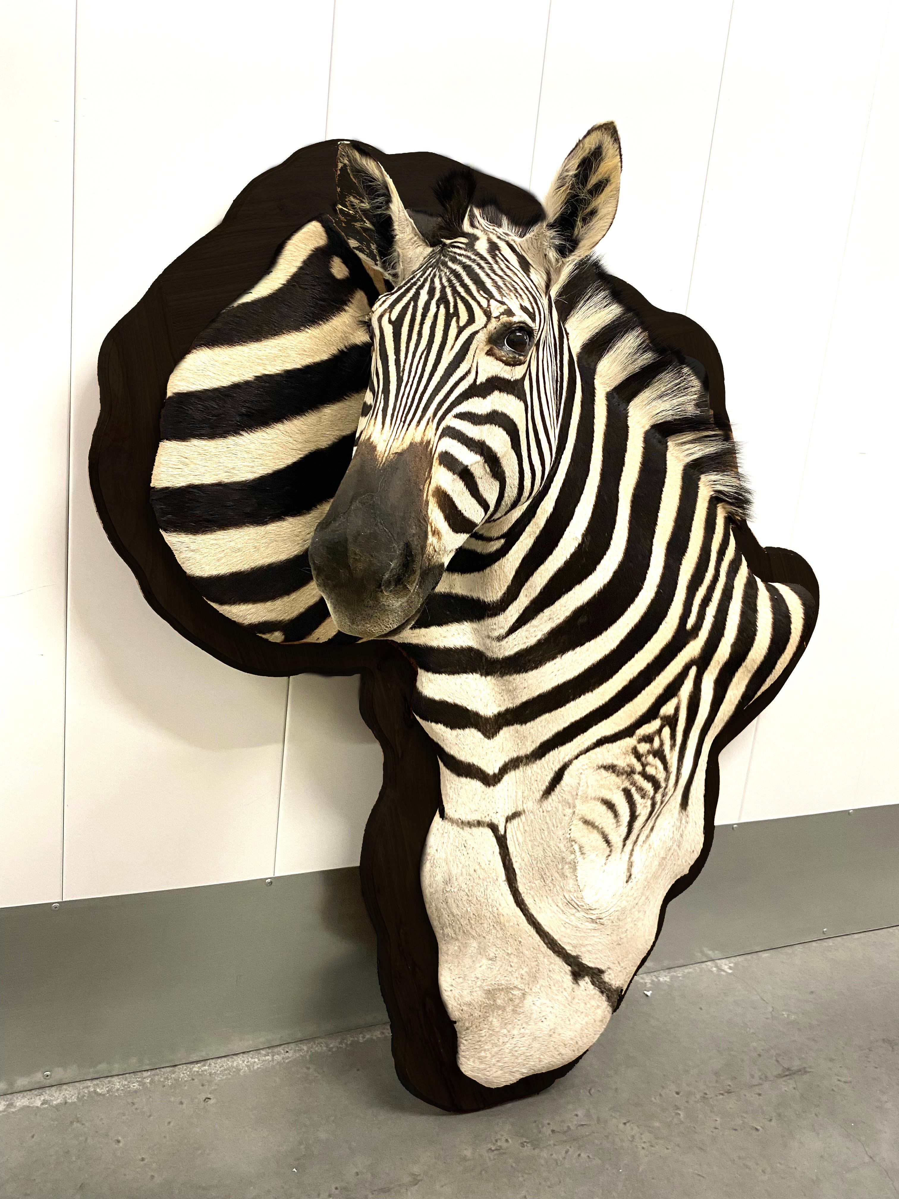 African Burchell Zebra Taxidermy Display Mount on Exotic Kiaat Wood Framed Wall Art For Sale