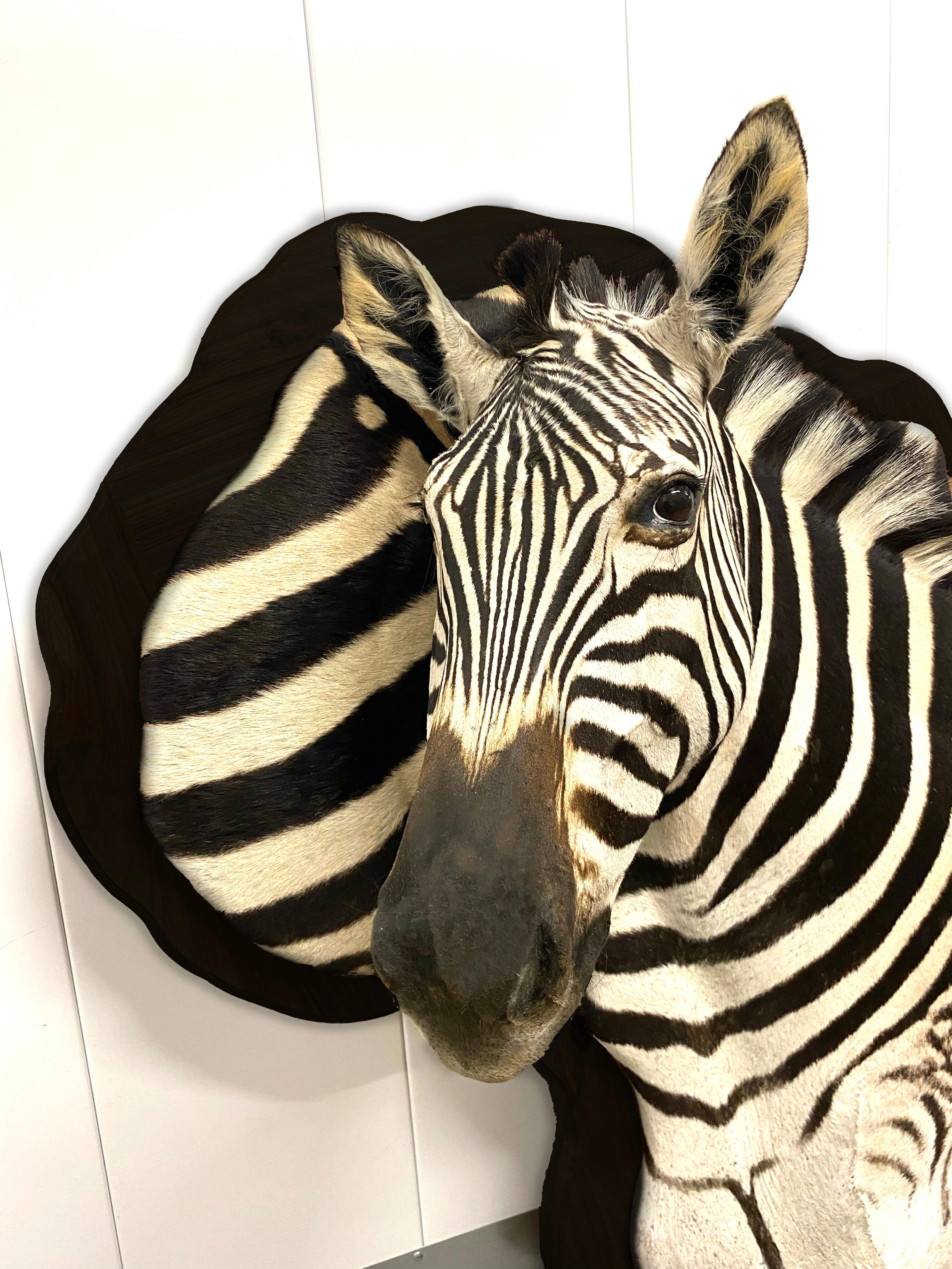 Burchell Zebra Taxidermy Display Mount on Exotic Kiaat Wood Framed Wall Art In New Condition For Sale In Farmington, UT