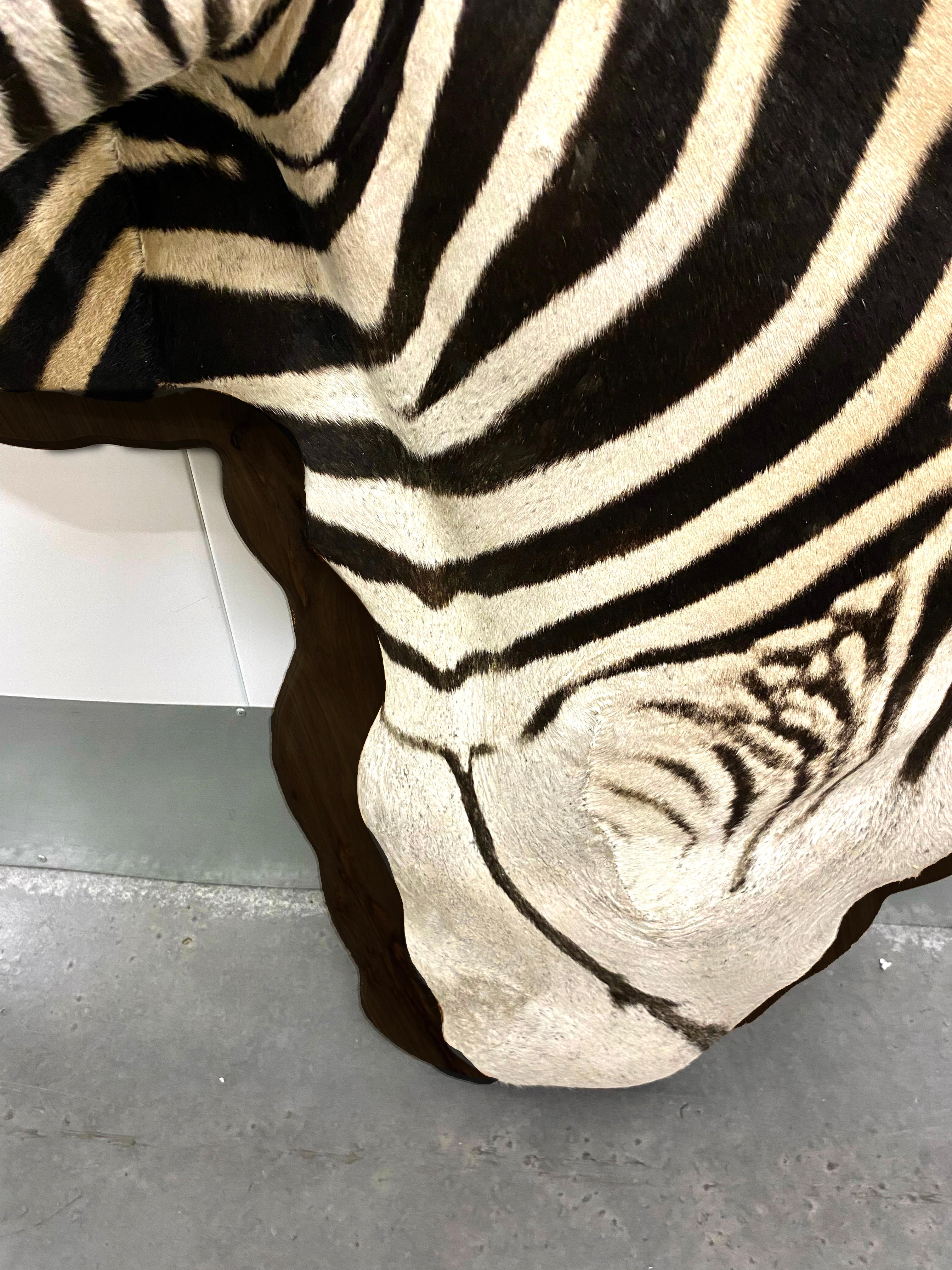 Contemporary Burchell Zebra Taxidermy Display Mount on Exotic Kiaat Wood Framed Wall Art For Sale