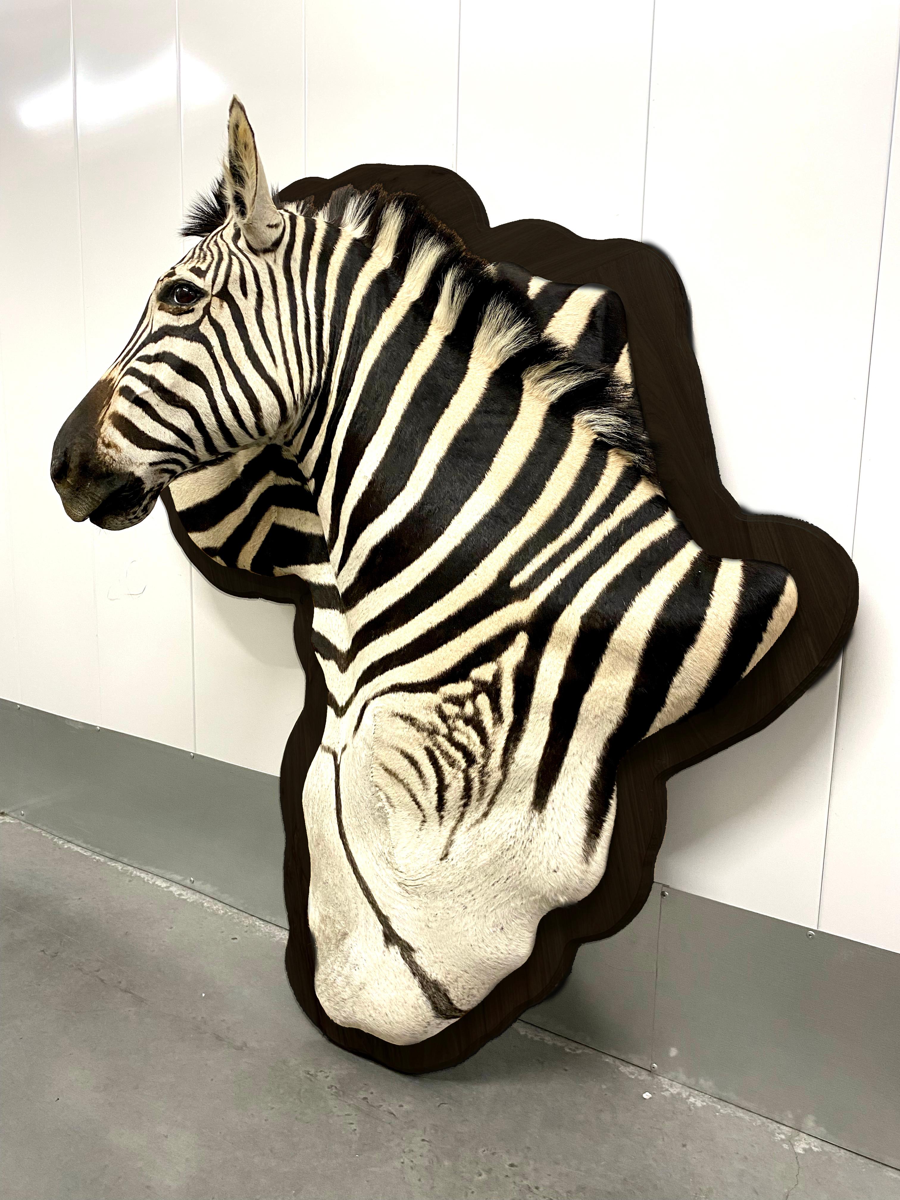 Zebra Hide Burchell Zebra Taxidermy Display Mount on Exotic Kiaat Wood Framed Wall Art For Sale
