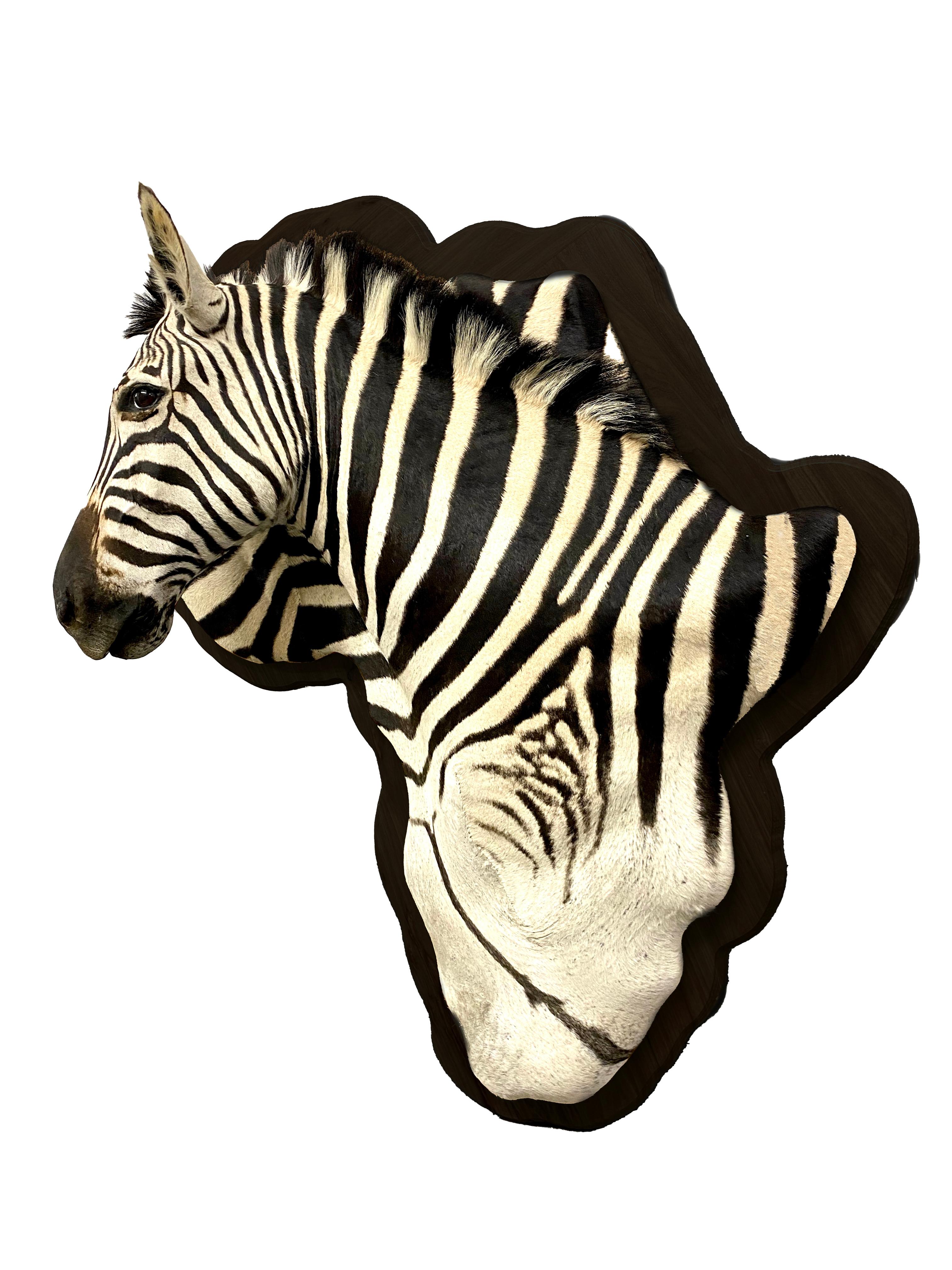 Burchell Zebra Taxidermy Display Mount on Exotic Kiaat Wood Framed Wall Art For Sale 1