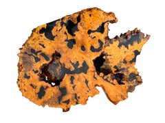 Burl Organic Mid Century Modern Two-Tiered Live Edge Lacquered Coffee Table