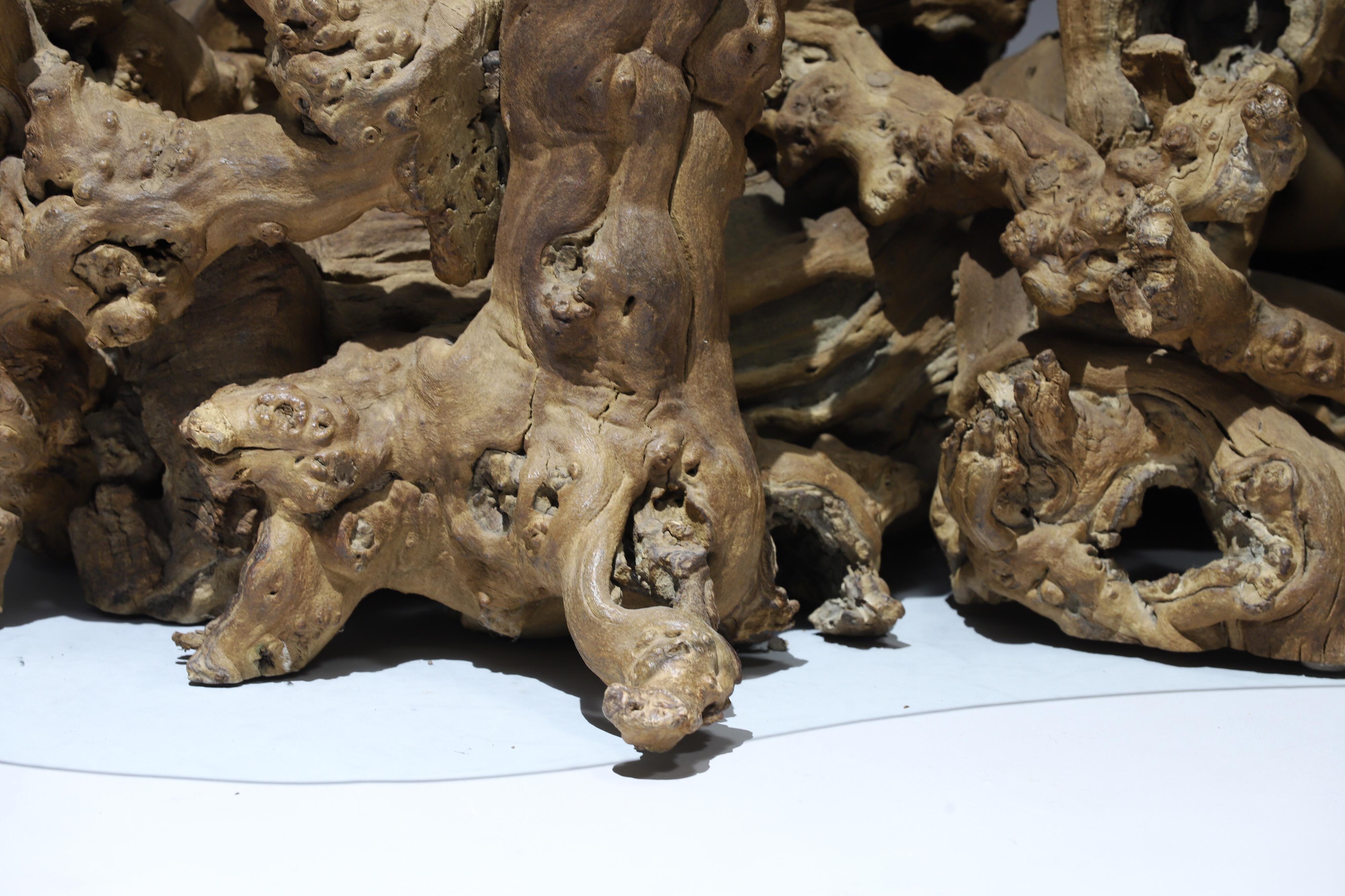 Burl Wood Driftwood Coffee Table 6