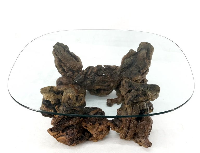 Burled wood root organic base large rounded square glass top coffee center table.
 Organic free form walnut burl root base coffee table. Studio custom one off quality craftsmanship. Deep amber varnish finish. Scratched in the glass as pictured.