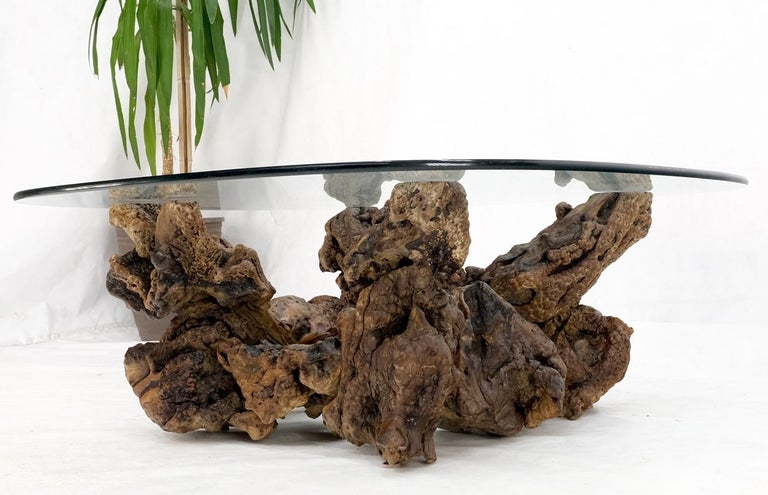 American Burl Wood Root Organic Base Large Rounded Square Glass Top Coffee Center Table For Sale