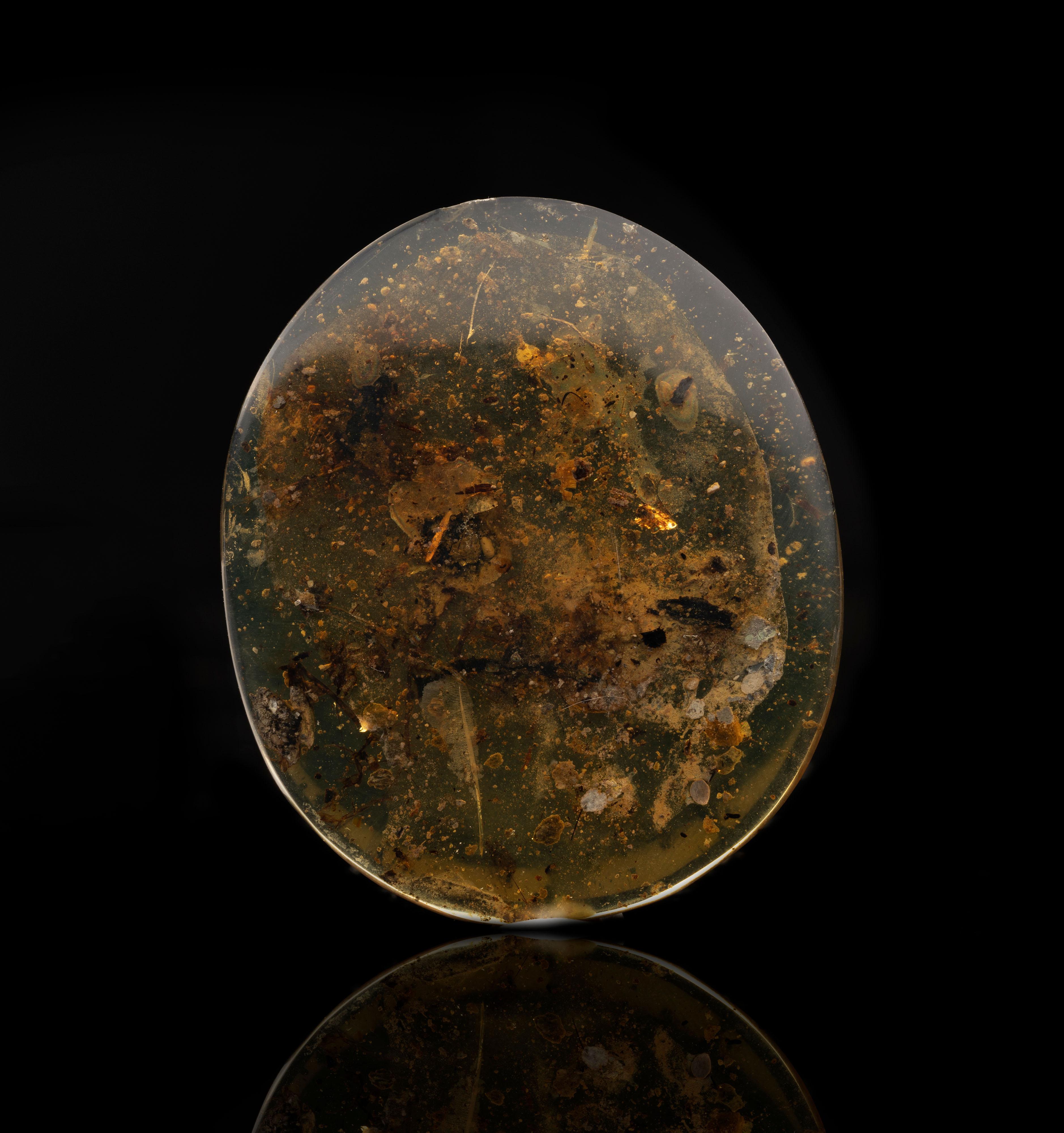 Ce véritable spécimen d'ambre birman date d'environ 99 millions d'années et contient une coquille d'escargot entièrement préservée ainsi que des débris associés. Il s'est formé à la fin du Crétacé, il y a si longtemps que les dinosaures n'avaient