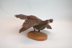 Burmese Peacock Pheasant Taxidermy