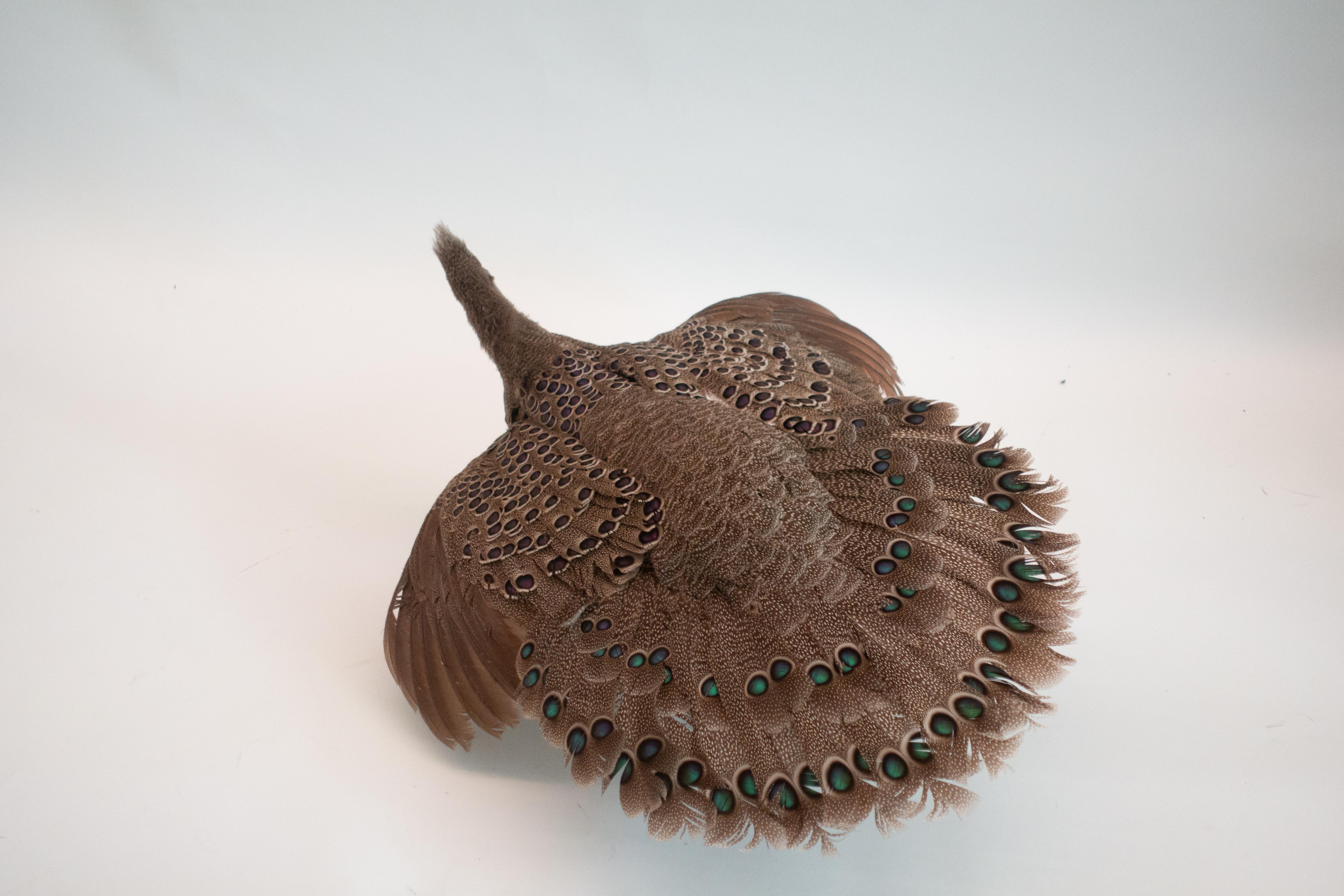 Victorian Burmese Peacock Pheasant Taxidermy