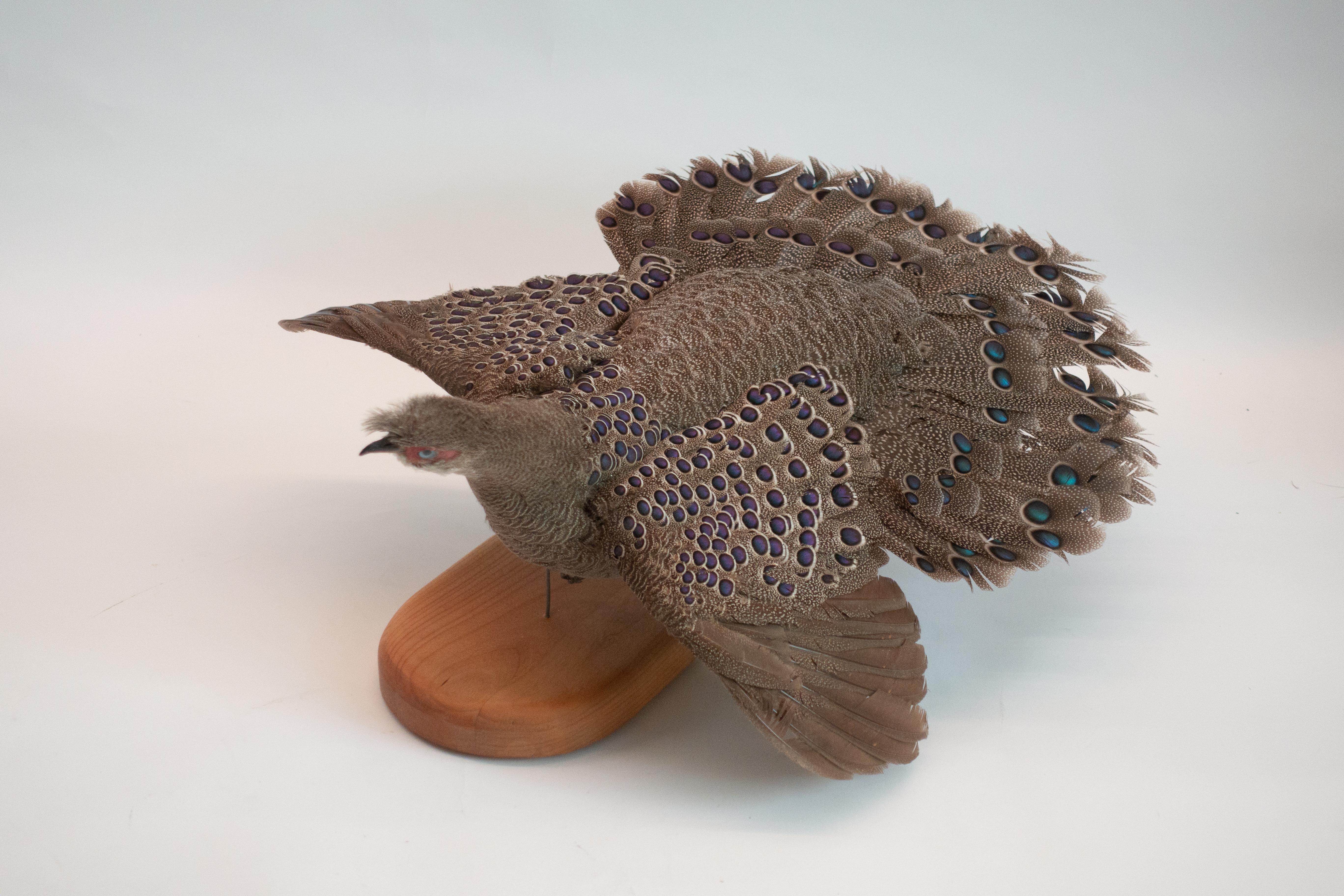 Burmese Peacock Pheasant Taxidermy In Good Condition In New York, NY