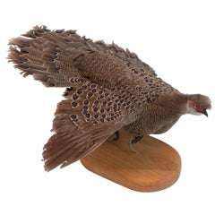 Burmese Peacock Pheasant Taxidermy