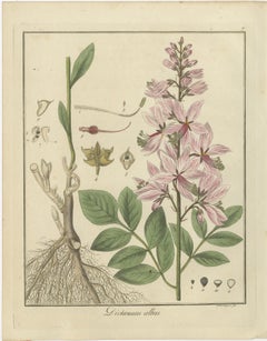 Burning Bush, Autumn Crocus, and English Oak: Botanical Illustrations from 1819