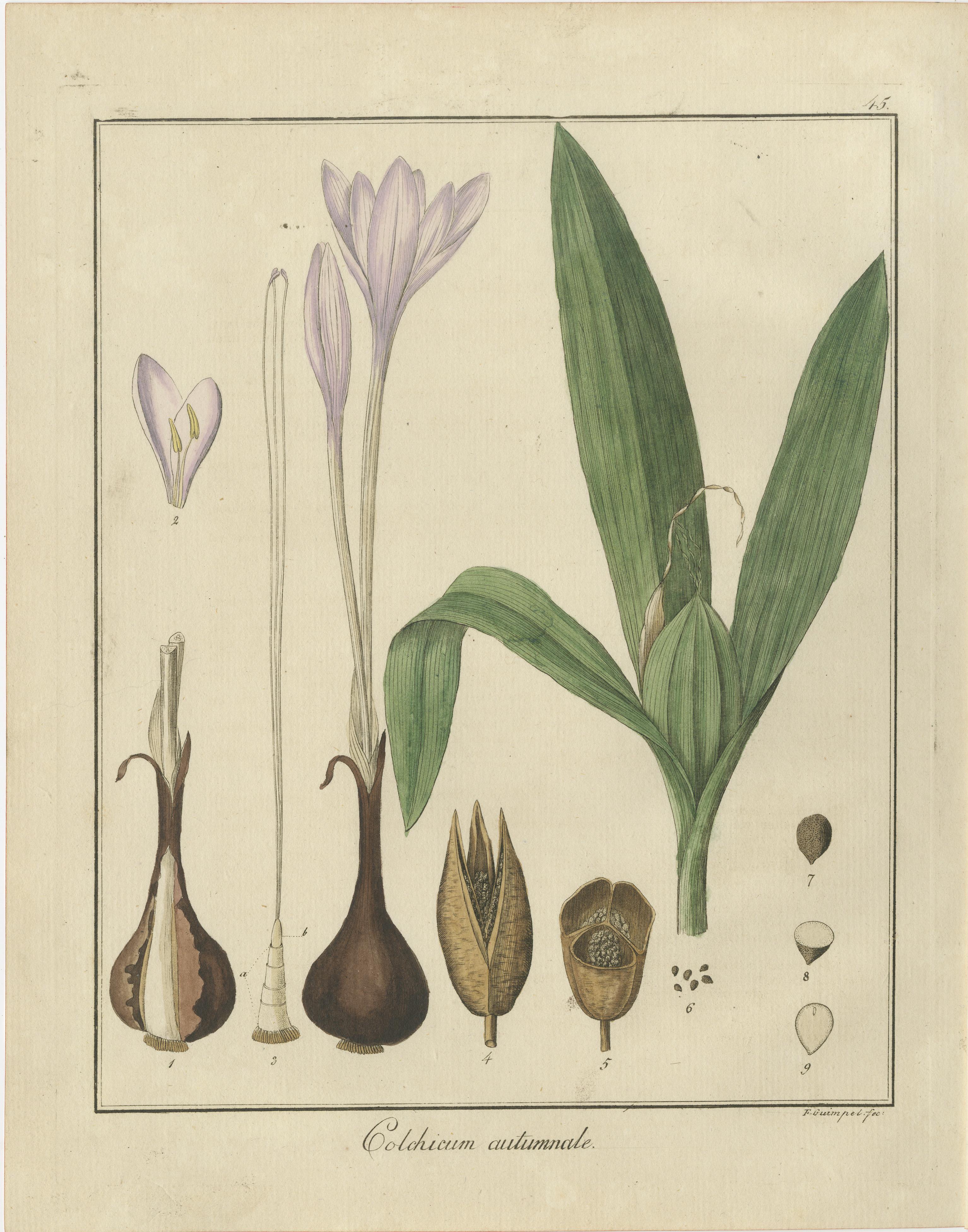 Engraved Burning Bush, Autumn Crocus, and English Oak: Botanical Illustrations from 1819 For Sale