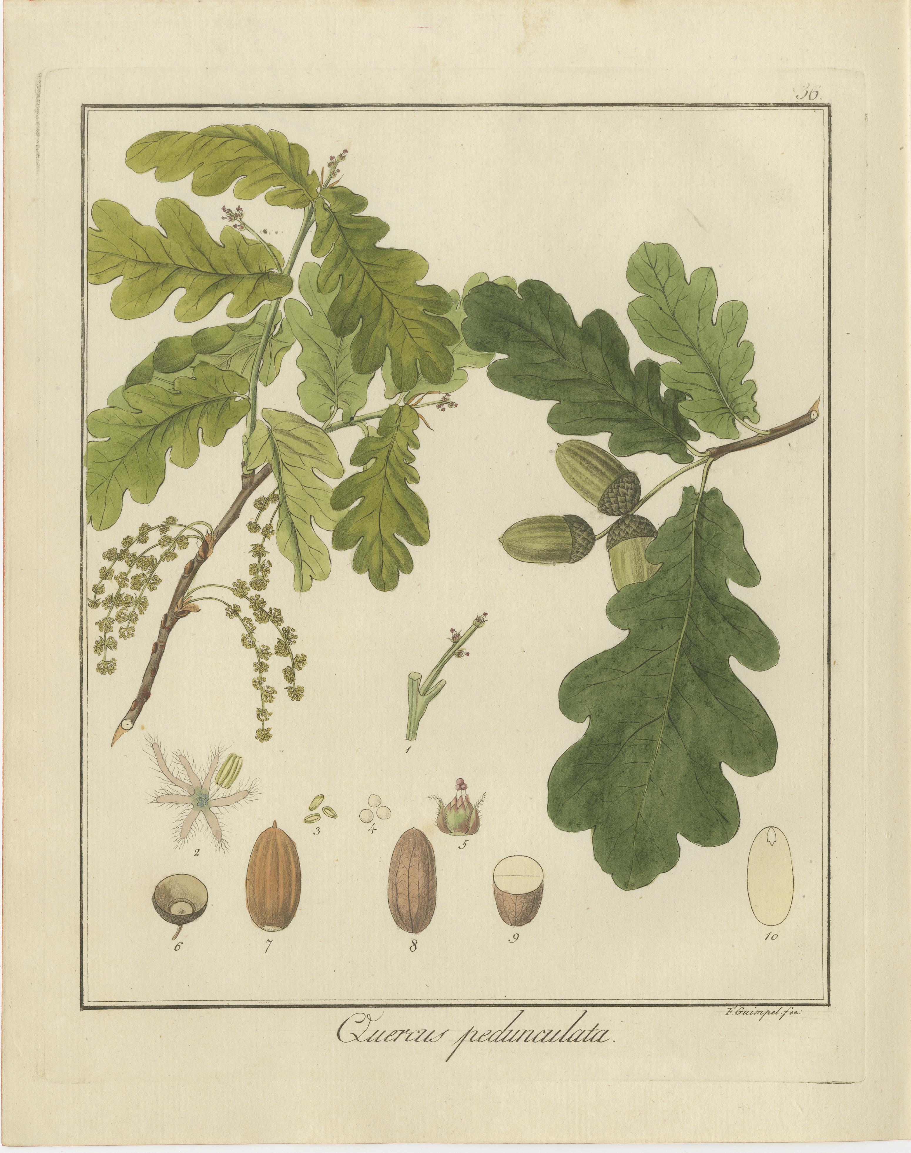 Burning Bush, Autumn Crocus, and English Oak: Botanical Illustrations from 1819 In Good Condition For Sale In Langweer, NL
