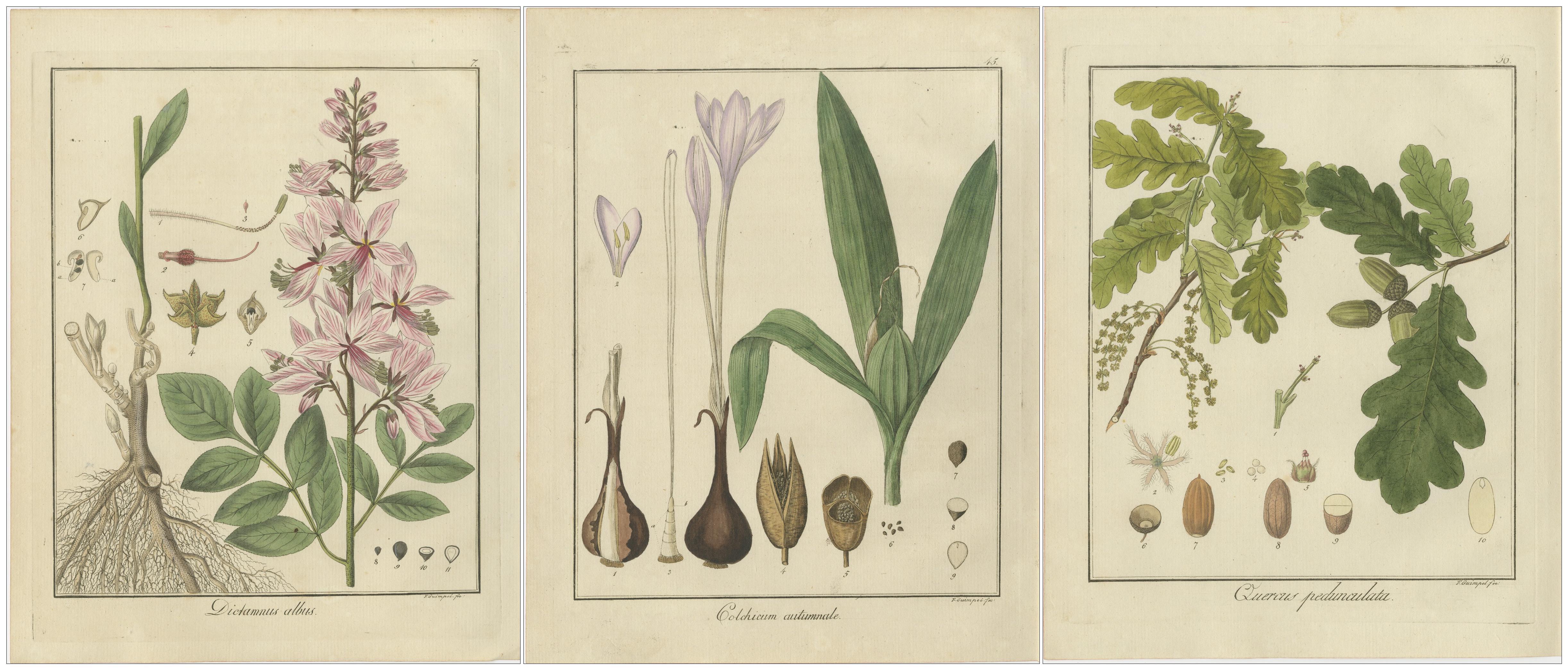 Early 19th Century Burning Bush, Autumn Crocus, and English Oak: Botanical Illustrations from 1819 For Sale