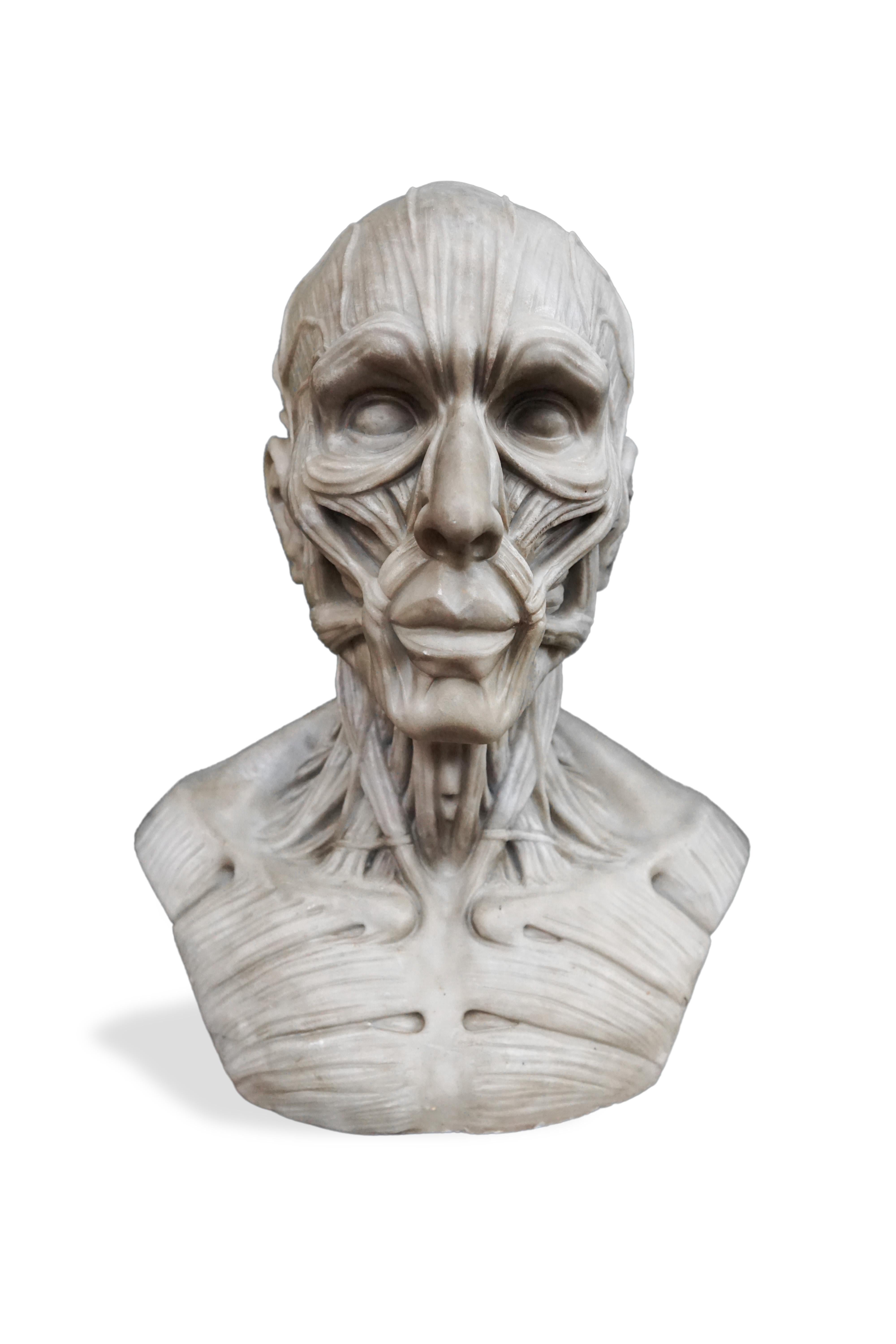 Buste anatomique Bon état - En vente à Rome, IT