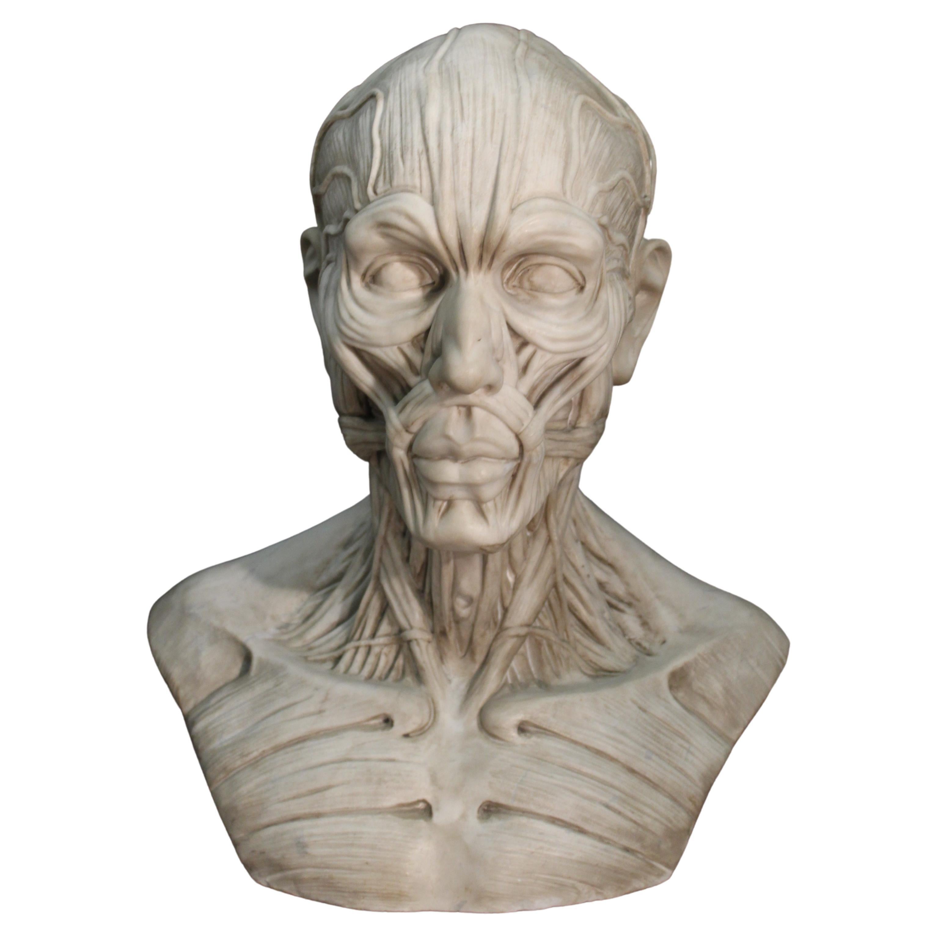 Bust Anatomical For Sale
