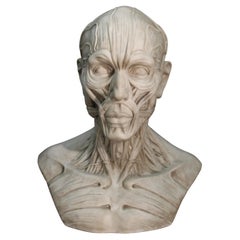 Vintage Bust Anatomical