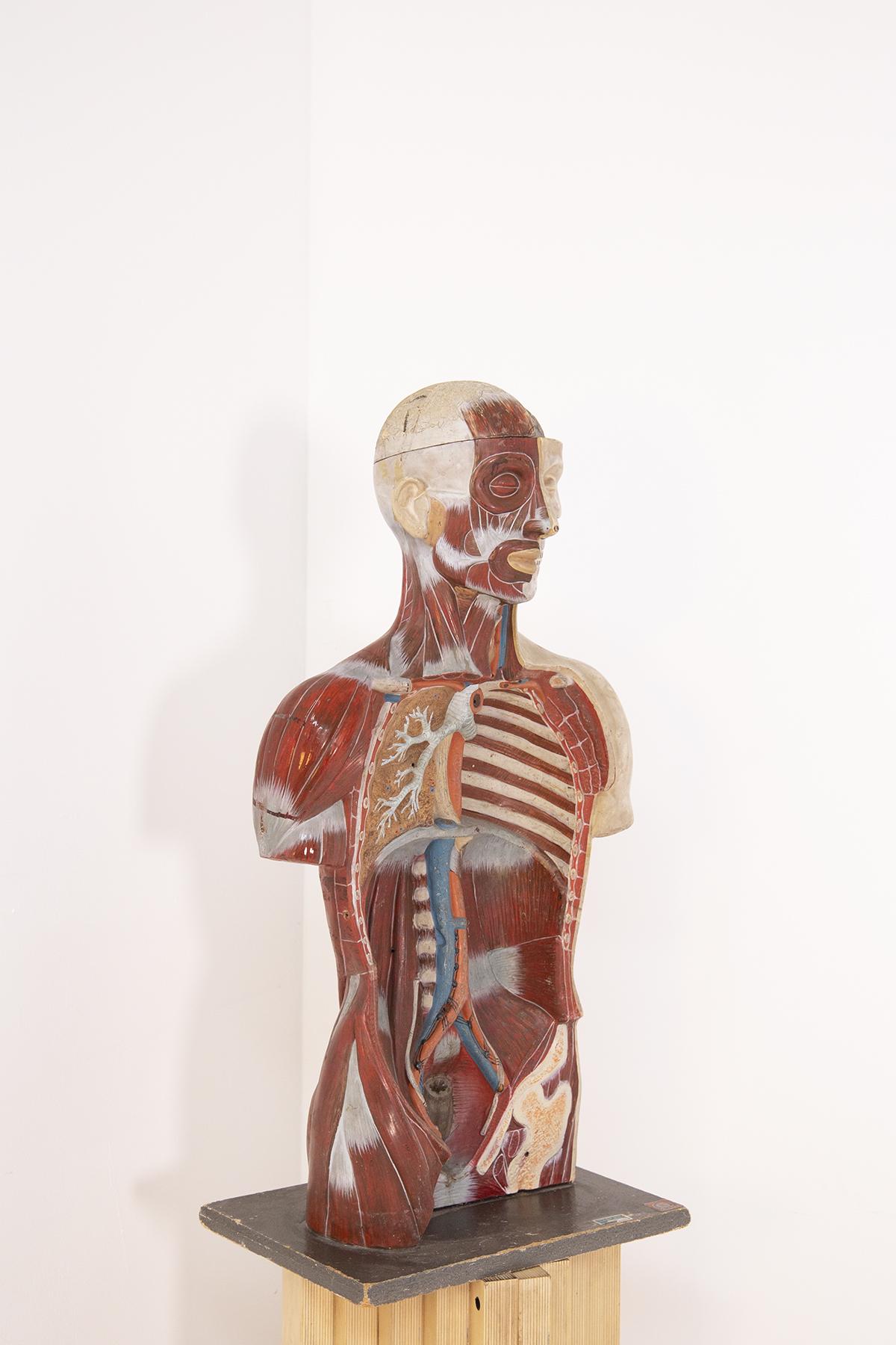 Mid-century Italian anatomical torso produced in the 1960s by Produzione Scientifica Paravia, known for its accurate anatomy models.
This anatomical model was created by improving upon papermaking methods begun in about 1891. 1960's anatomical
