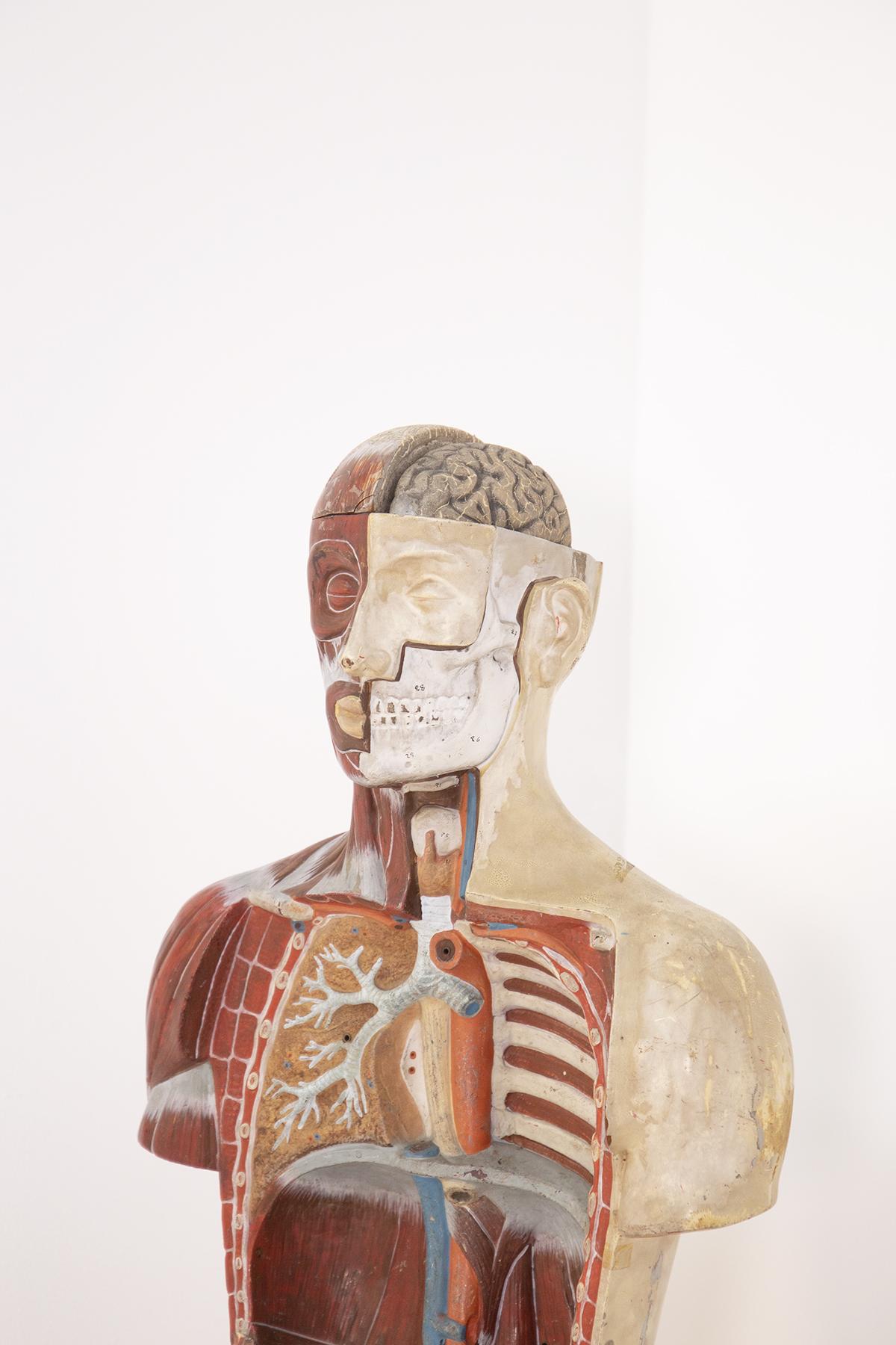 Bust Vintage Medical Didactic Anatomic by Paravia Torino In Good Condition In Milano, IT