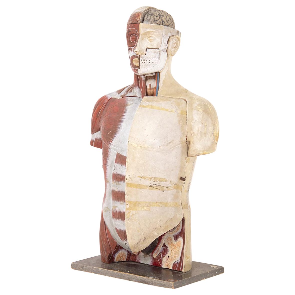 Bust Vintage Medical Didactic Anatomic by Paravia Torino