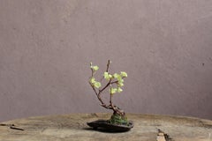 Ranuncolo d'inverno di Yumiko Kuwahata / Bonsai / wabi-sabi