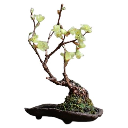 Ranuncolo d'inverno di Yumiko Kuwahata / Bonsai / wabi-sabi