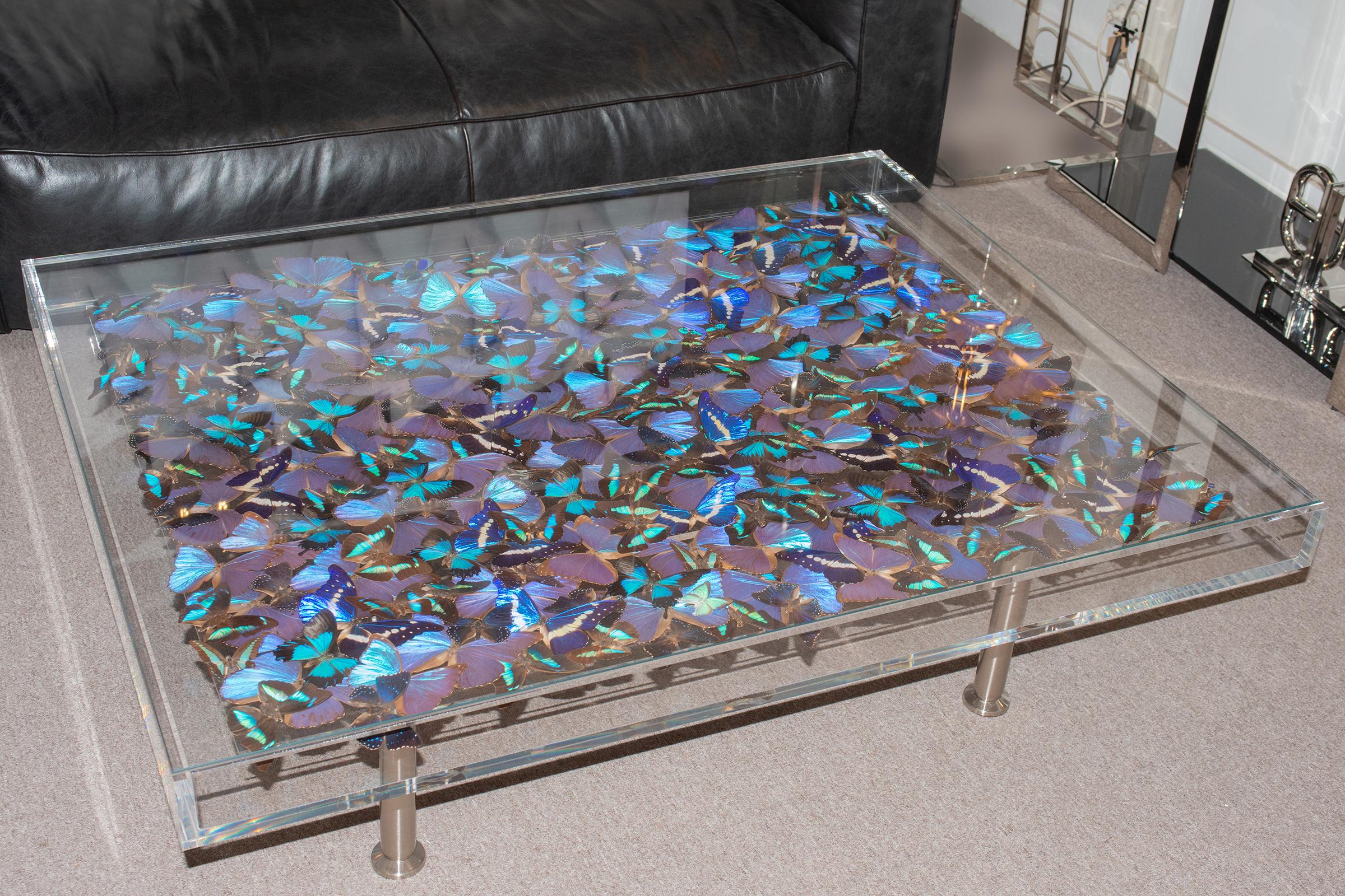 Coffee Table Butterflies Blue with plexiglass top frame and with
clear glass top. With around 247 Butterflies. No specimens are protected.
With 60 butterflies Morpho didius, 30 Morpho Menelaus, 23 Papilio Ulysses, 
15 Graphium Sarpedon, 50 Prepona