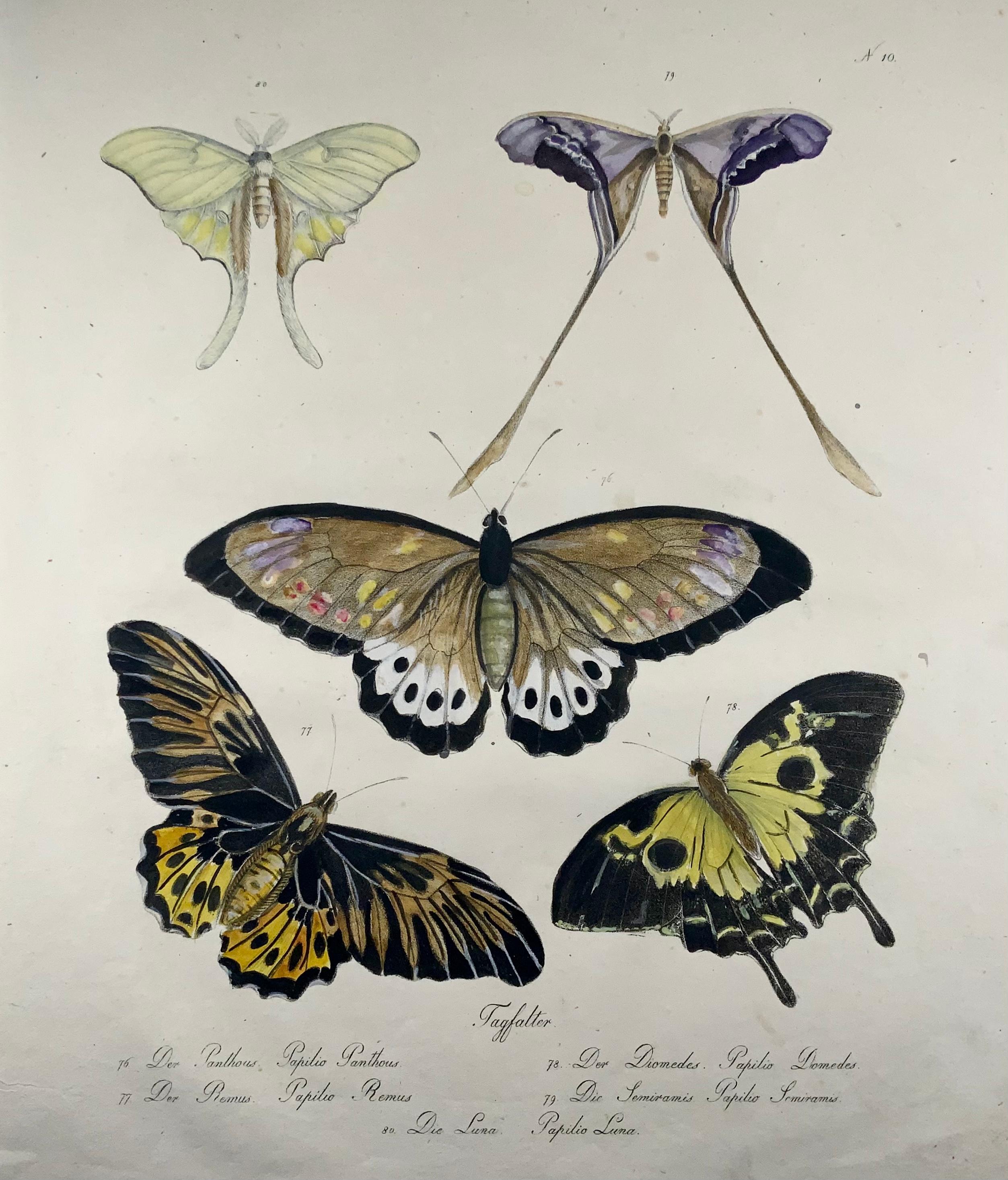 Schmetterlinge, Imperial Folio, Inkunabeln der Lithographie, Selten (Schweizerisch) im Angebot