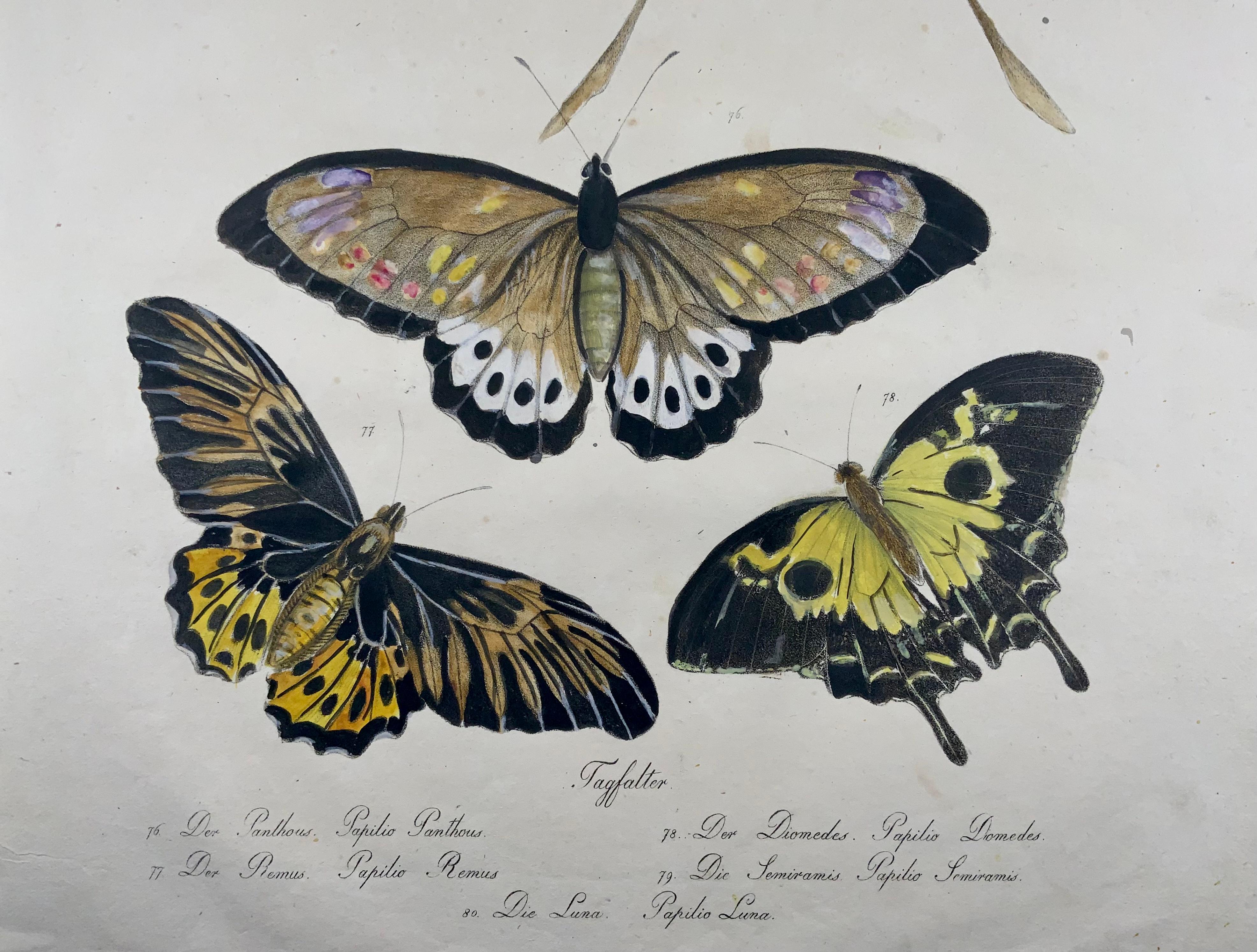 Schmetterlinge, Imperial Folio, Inkunabeln der Lithographie, Selten (Handbemalt) im Angebot