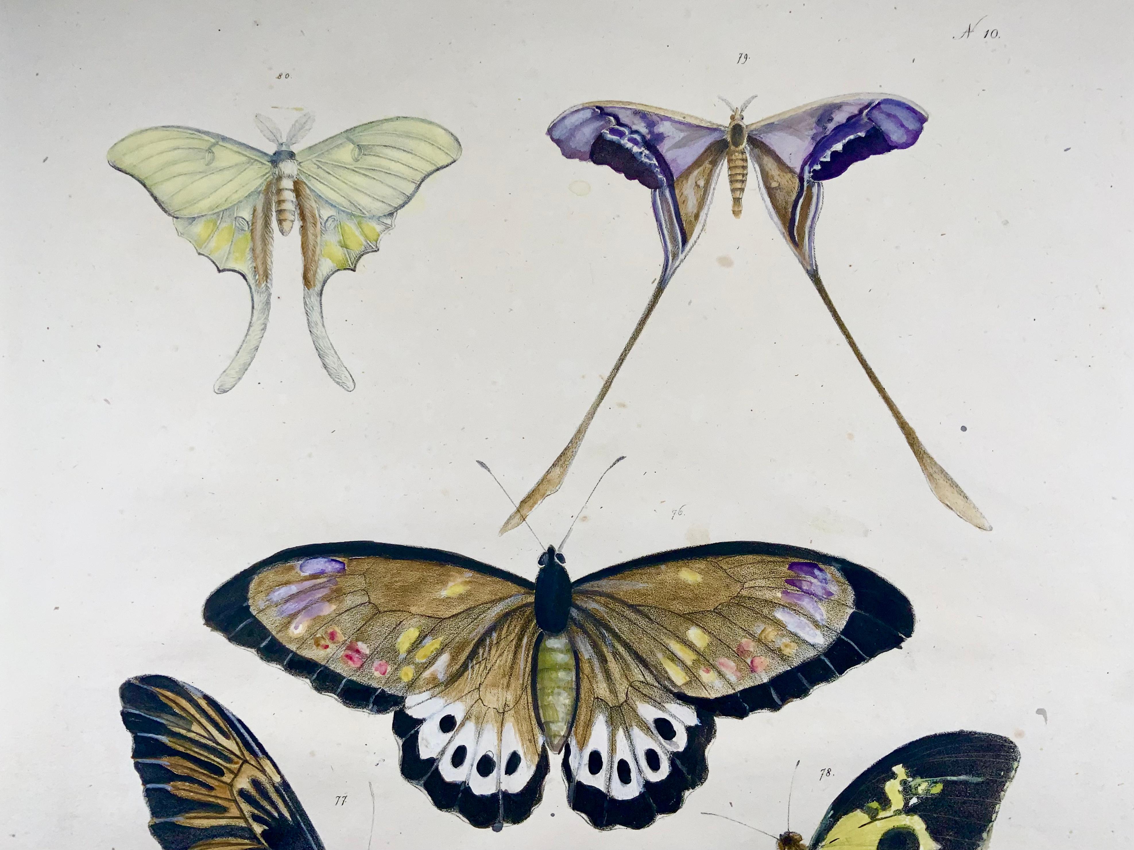 Hand-Painted Butterflies, Imperial Folio, Incunabula of Lithography, Scarce For Sale