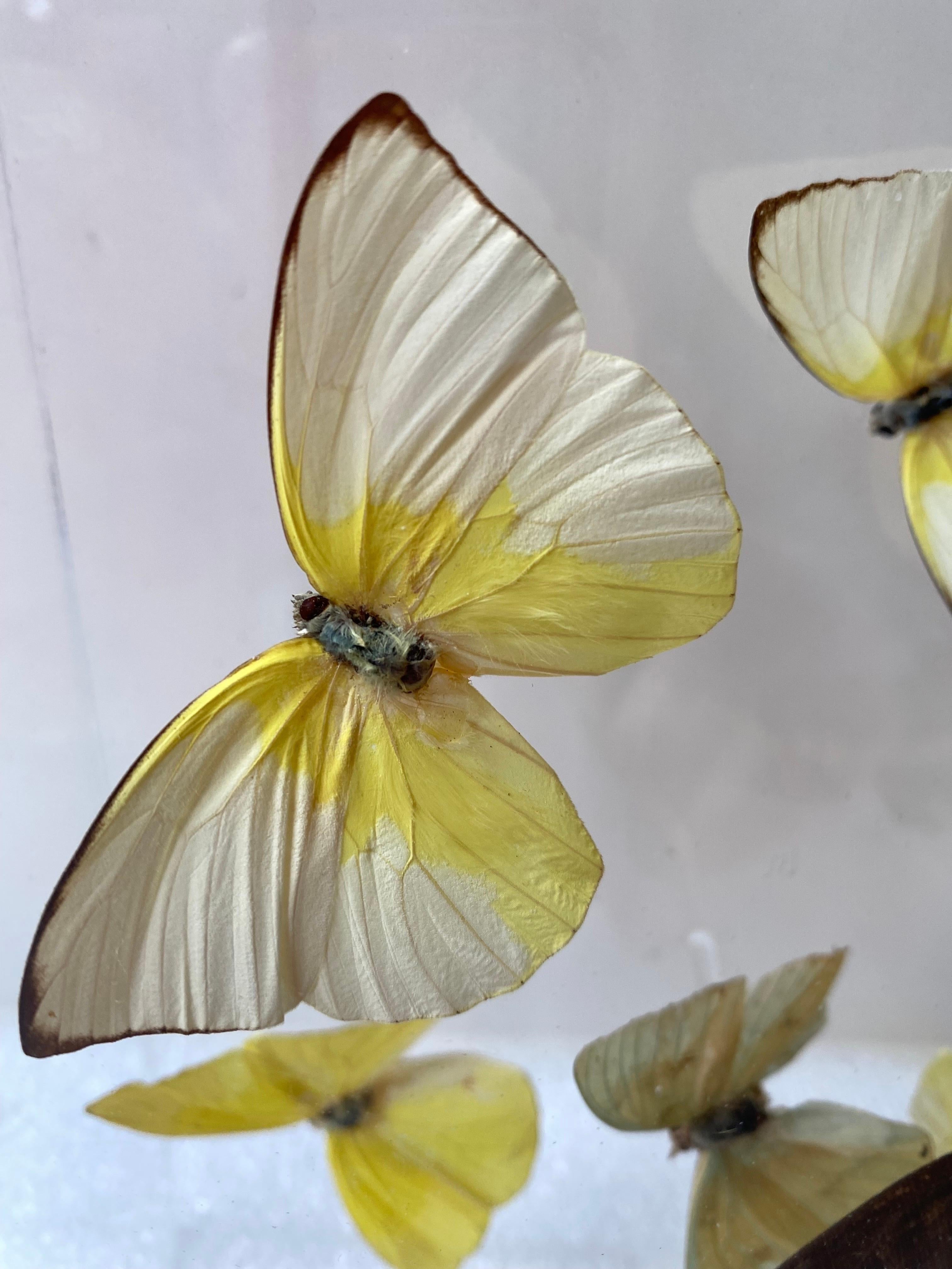 Paul Purington Butterflies in 2 Lucite Boxes For Sale 4